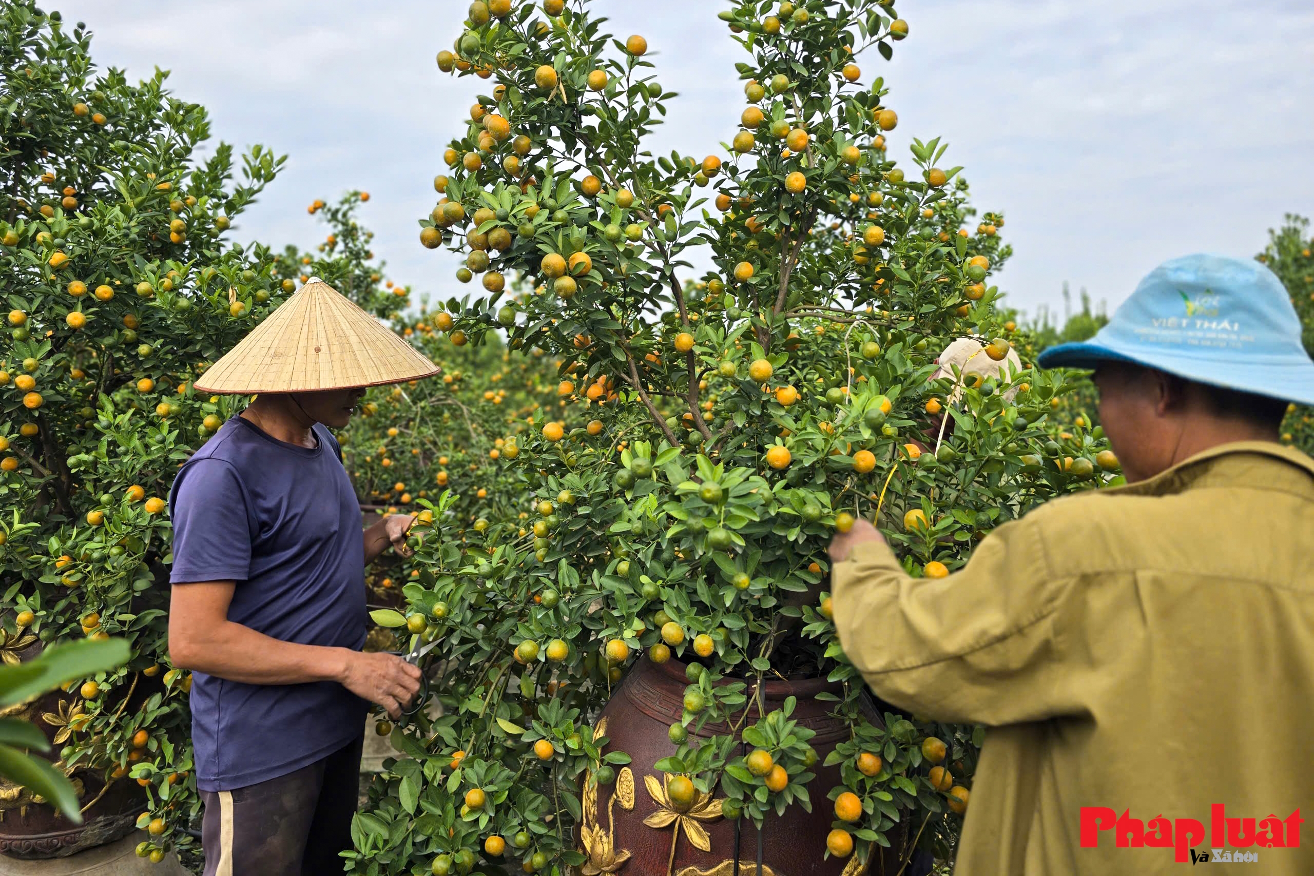 Làng quất Tứ Liên vào vụ tạo thế, tất bật chờ mùa Tết