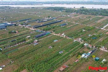 Làng quất Tứ Liên vào vụ tạo thế, tất bật chờ mùa Tết