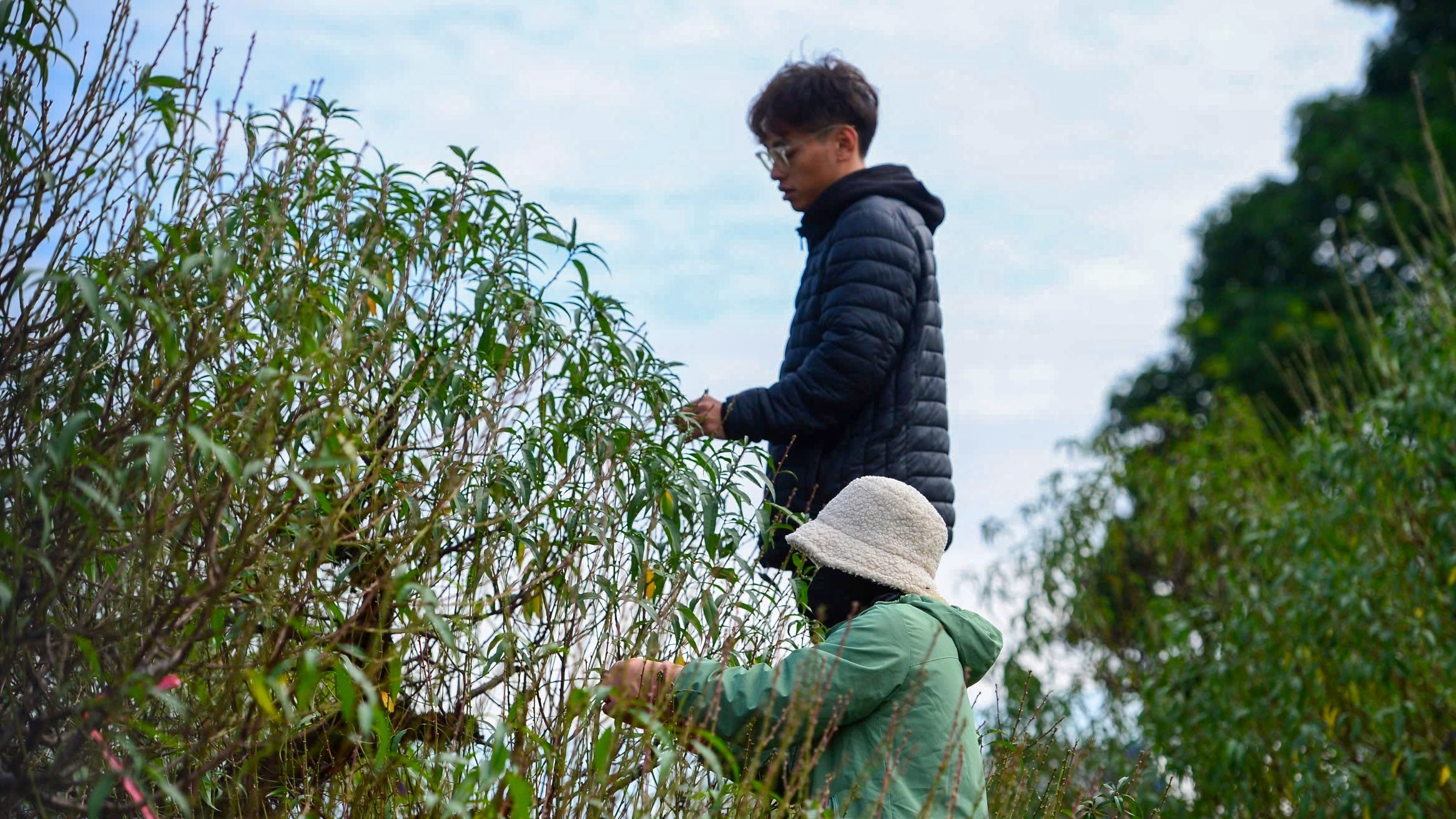 Người làng Nhật Tân tất bật tuốt lá đào chuẩn bị mùa Tết