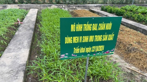 Men vi sinh bản địa – lời giải bền vững cho bài toán rác hữu cơ