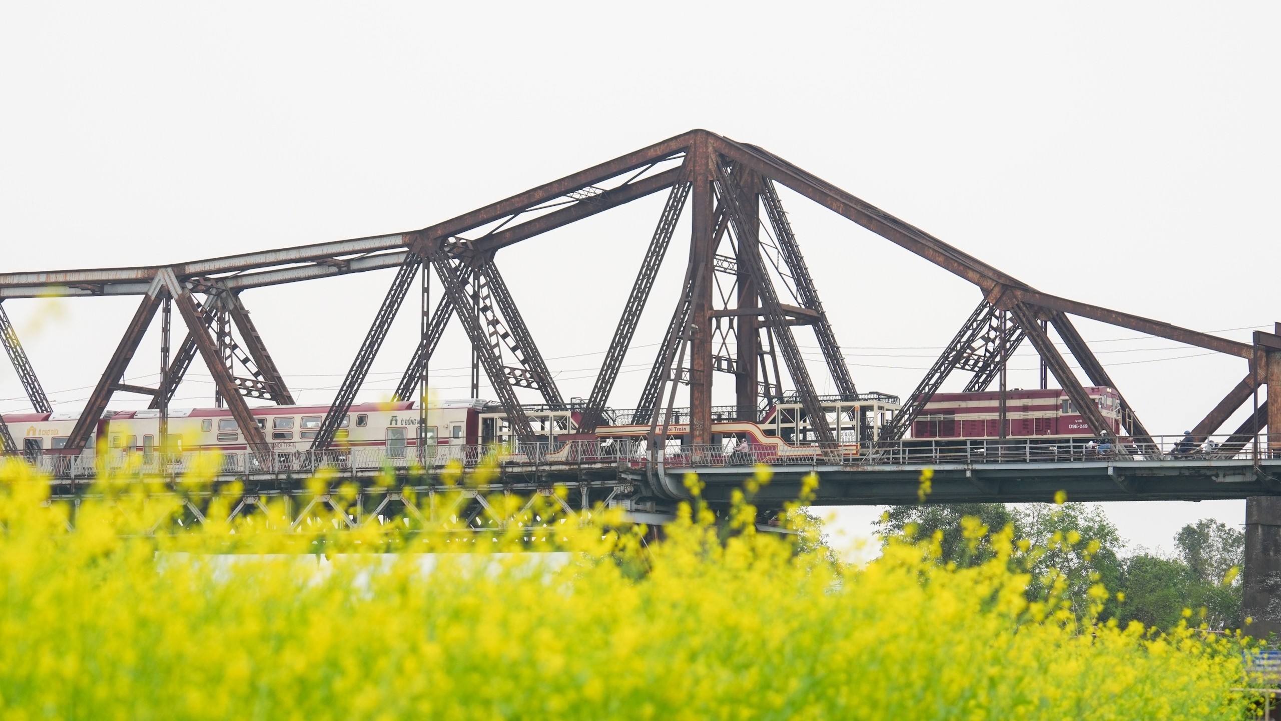 Cánh đồng cải vàng bừng sắc dưới chân cầu Long Biên