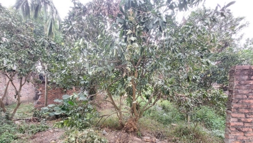 Xã Hạ Bằng (TP Hà Nội) thông báo thu hồi đất