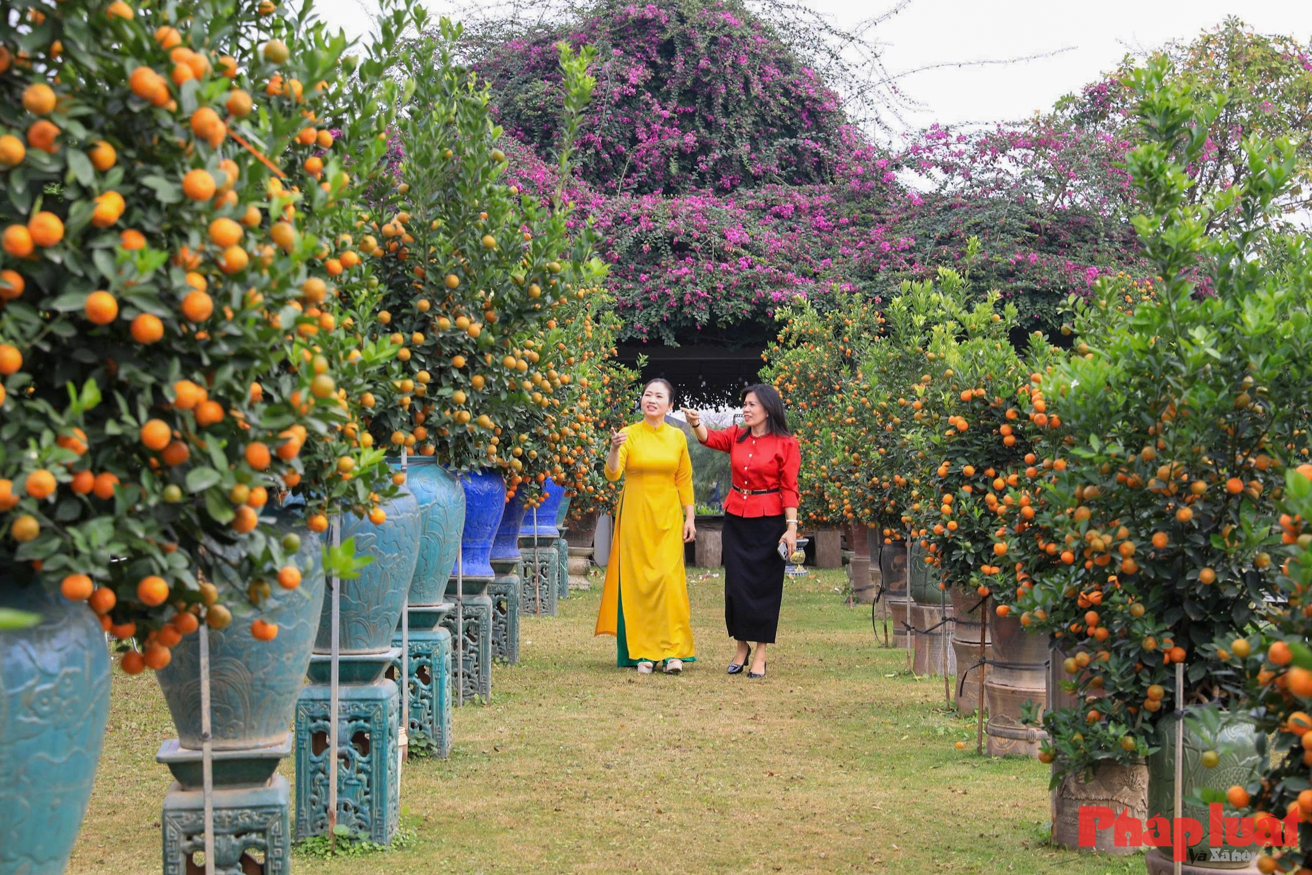 Quất cảnh Tứ Liên – Di sản xanh của Tết Việt giữa lòng Thủ đô