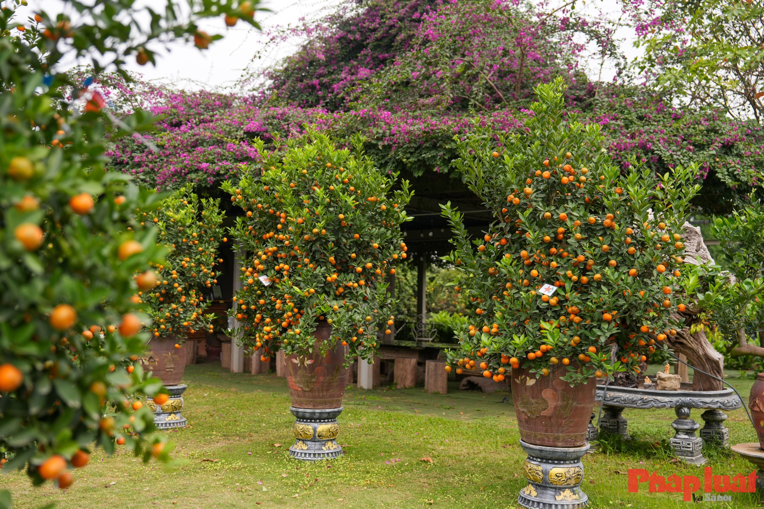 Quất cảnh Tứ Liên – Di sản xanh của Tết Việt giữa lòng Thủ đô