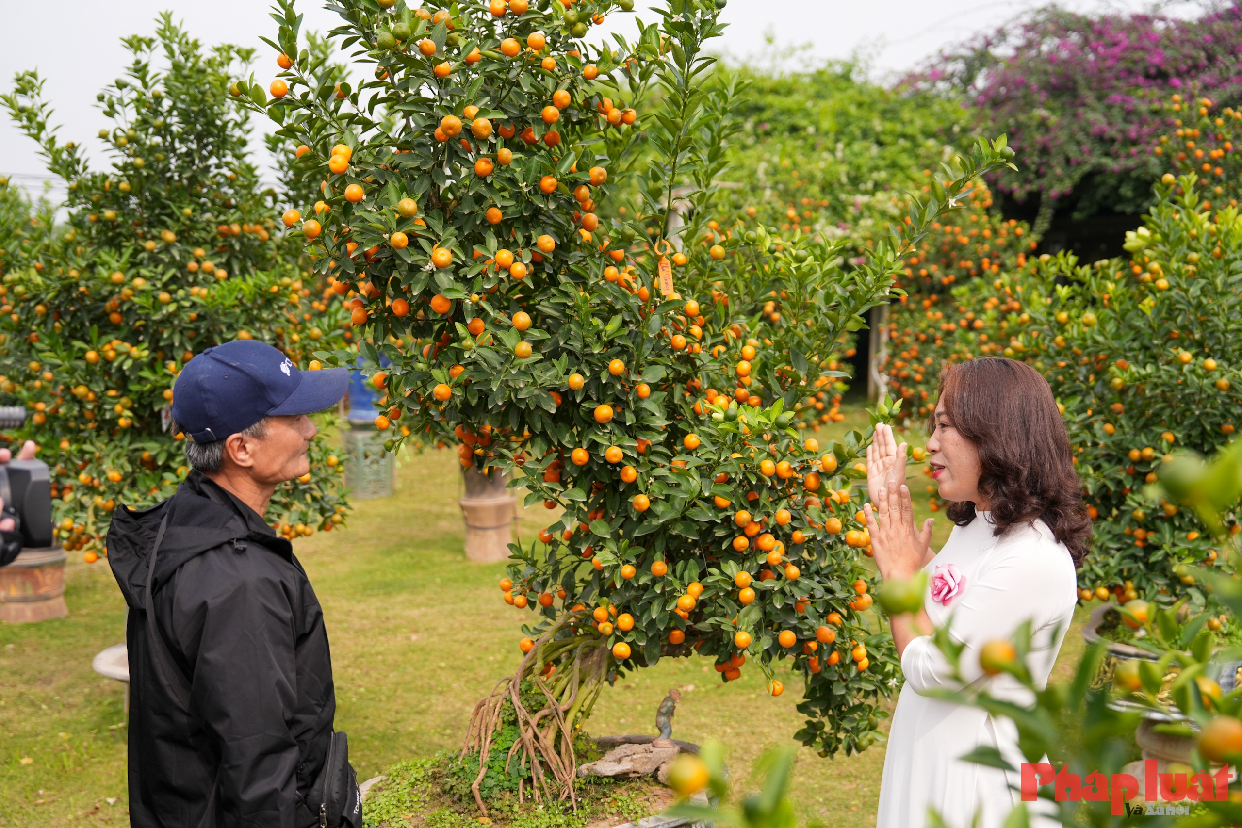 Quất cảnh Tứ Liên – Di sản xanh của Tết Việt giữa lòng Thủ đô