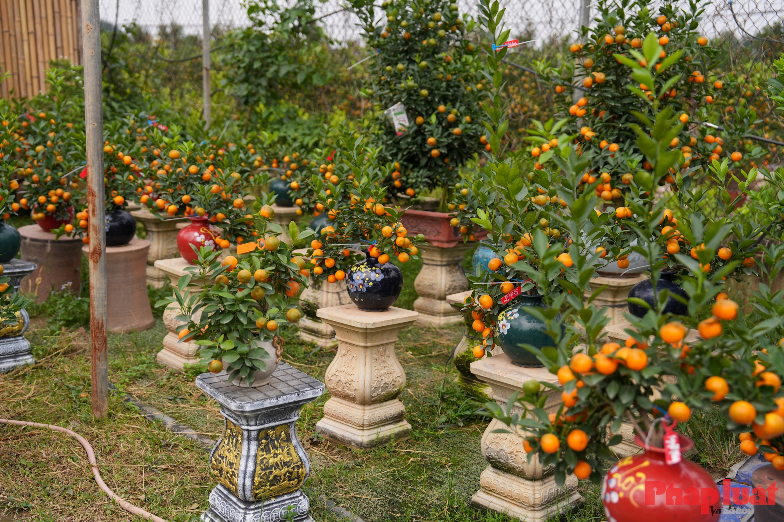 Quất cảnh Tứ Liên – Di sản xanh của Tết Việt giữa lòng Thủ đô