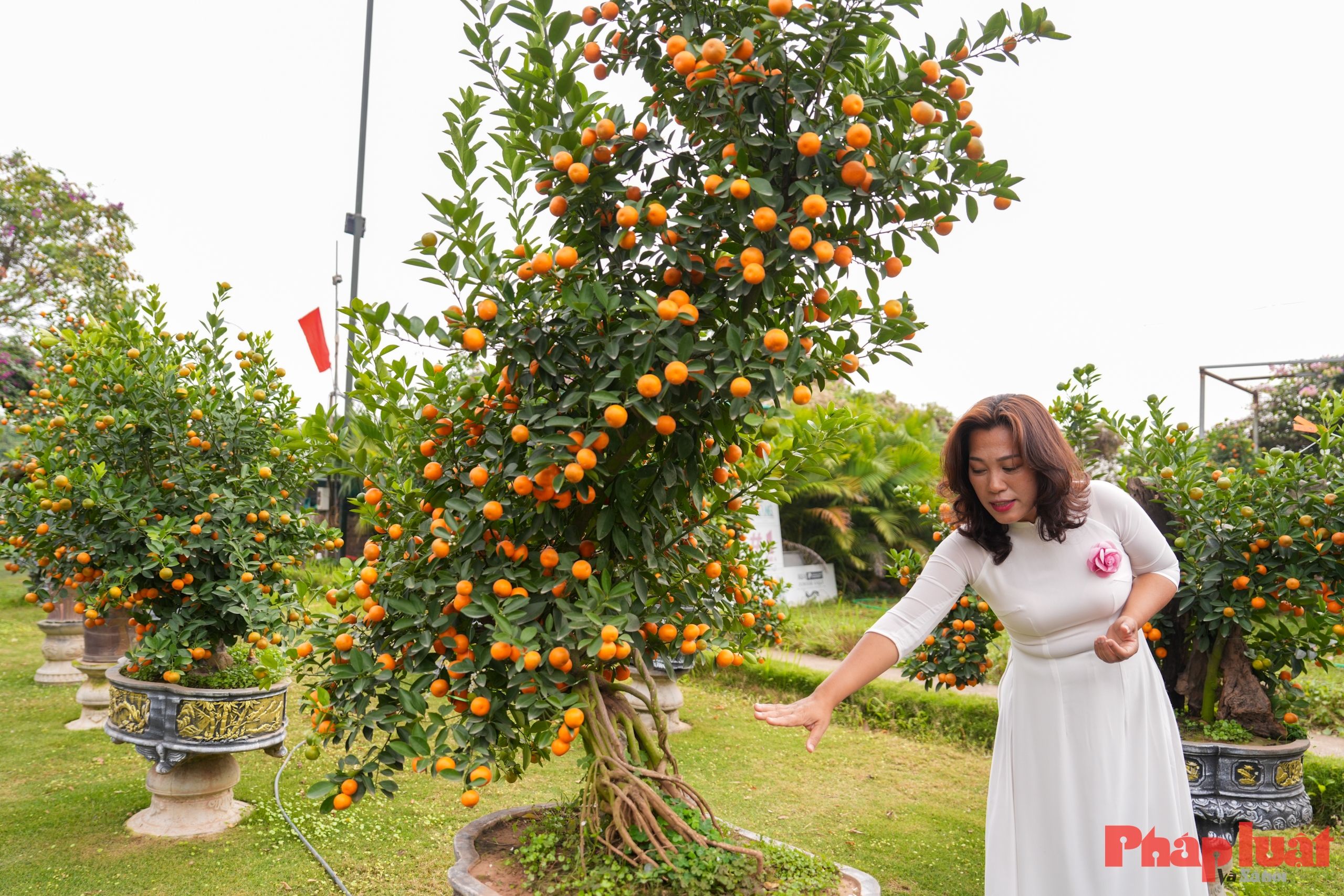 Quất cảnh Tứ Liên – Di sản xanh của Tết Việt giữa lòng Thủ đô