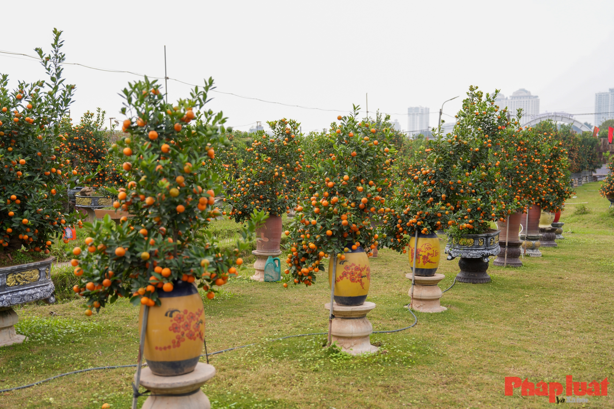 Quất cảnh Tứ Liên – Di sản xanh của Tết Việt giữa lòng Thủ đô