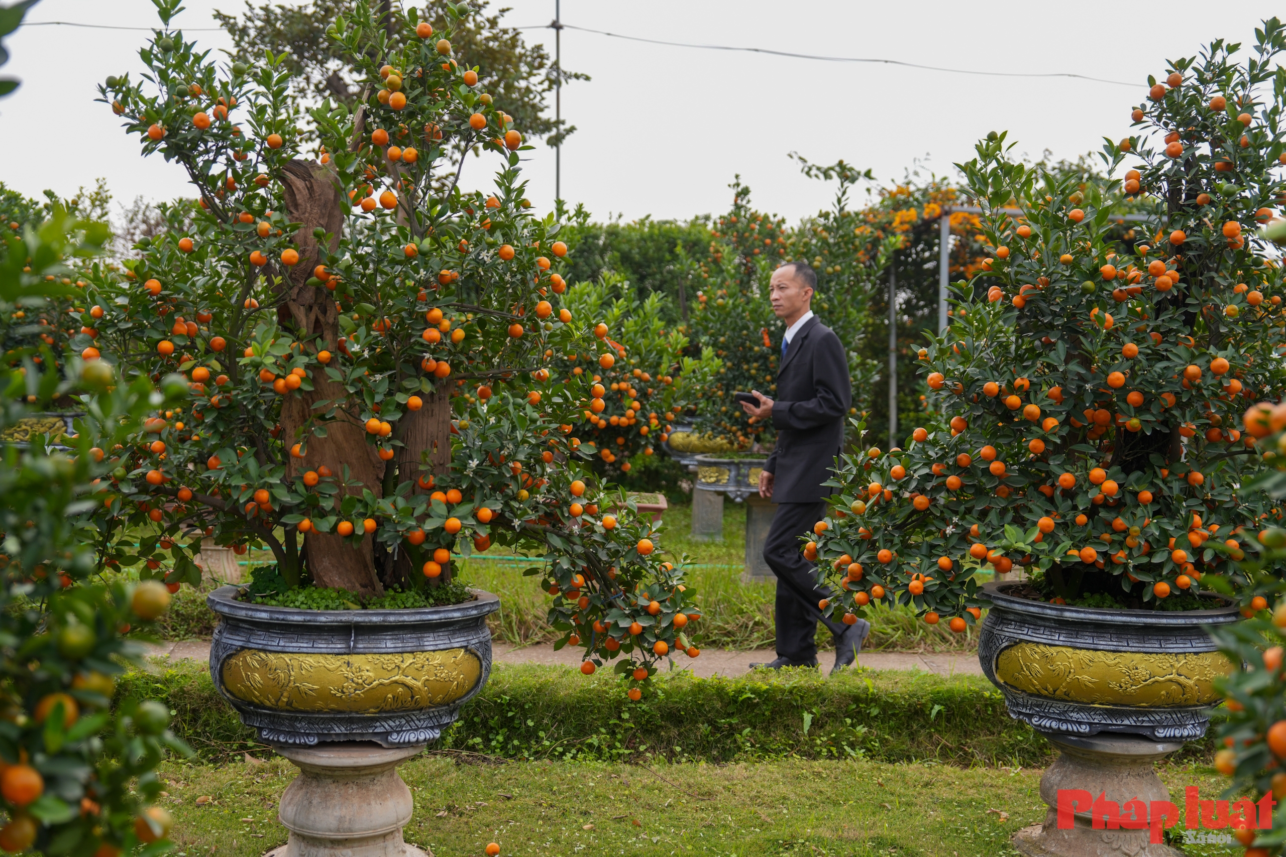 Quất cảnh Tứ Liên – Di sản xanh của Tết Việt giữa lòng Thủ đô
