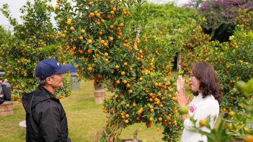 Quất cảnh Tứ Liên – Di sản xanh của Tết Việt giữa lòng Thủ đô