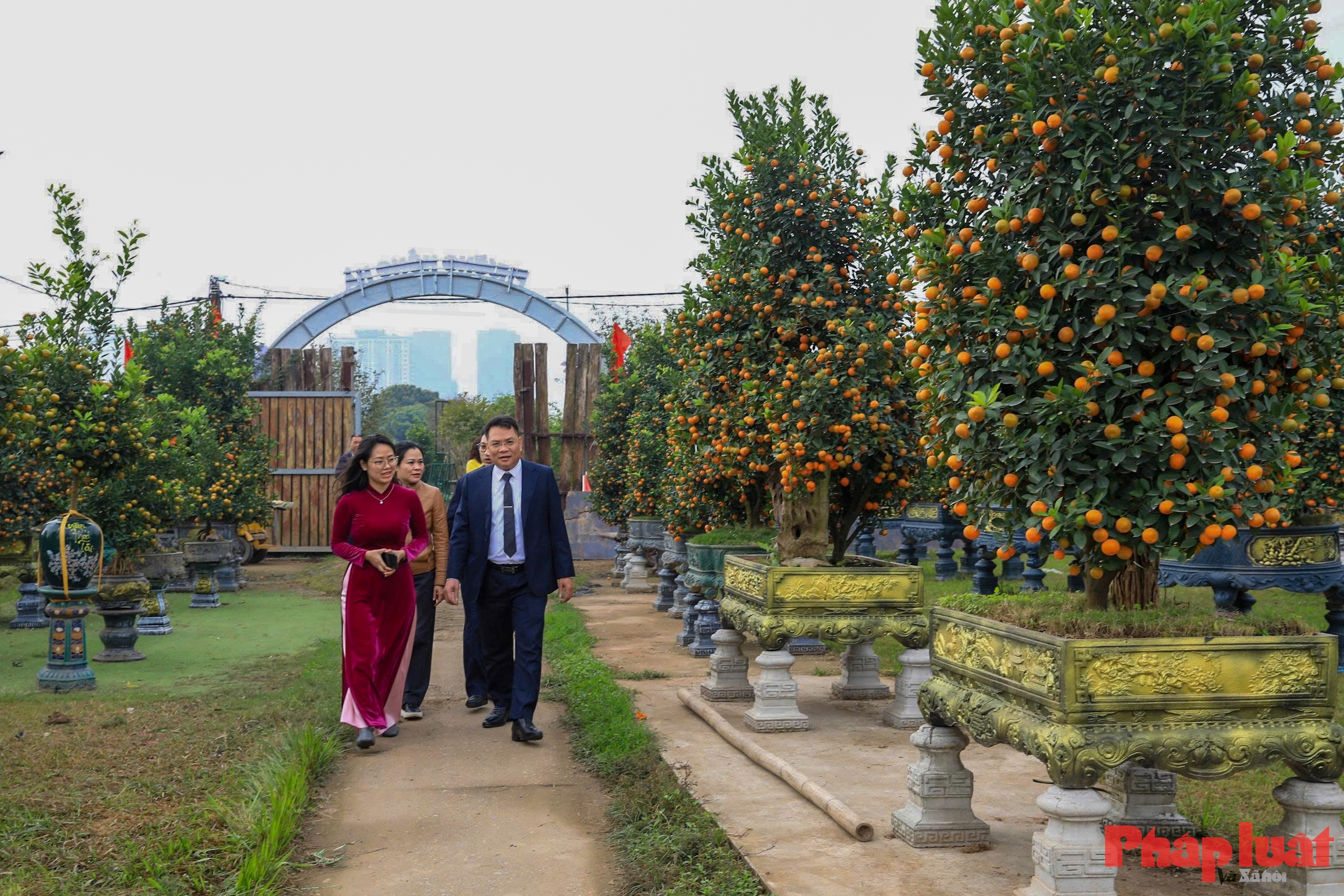 Quất cảnh Tứ Liên – Di sản xanh của Tết Việt giữa lòng Thủ đô