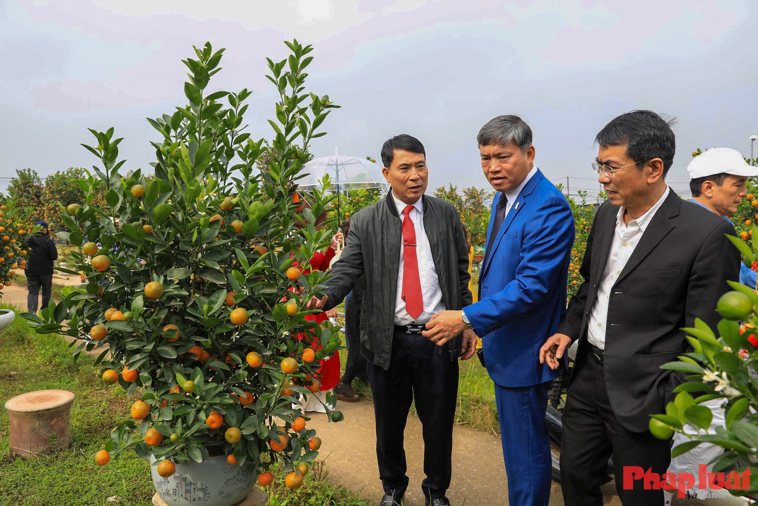 Quất cảnh Tứ Liên – Di sản xanh của Tết Việt giữa lòng Thủ đô