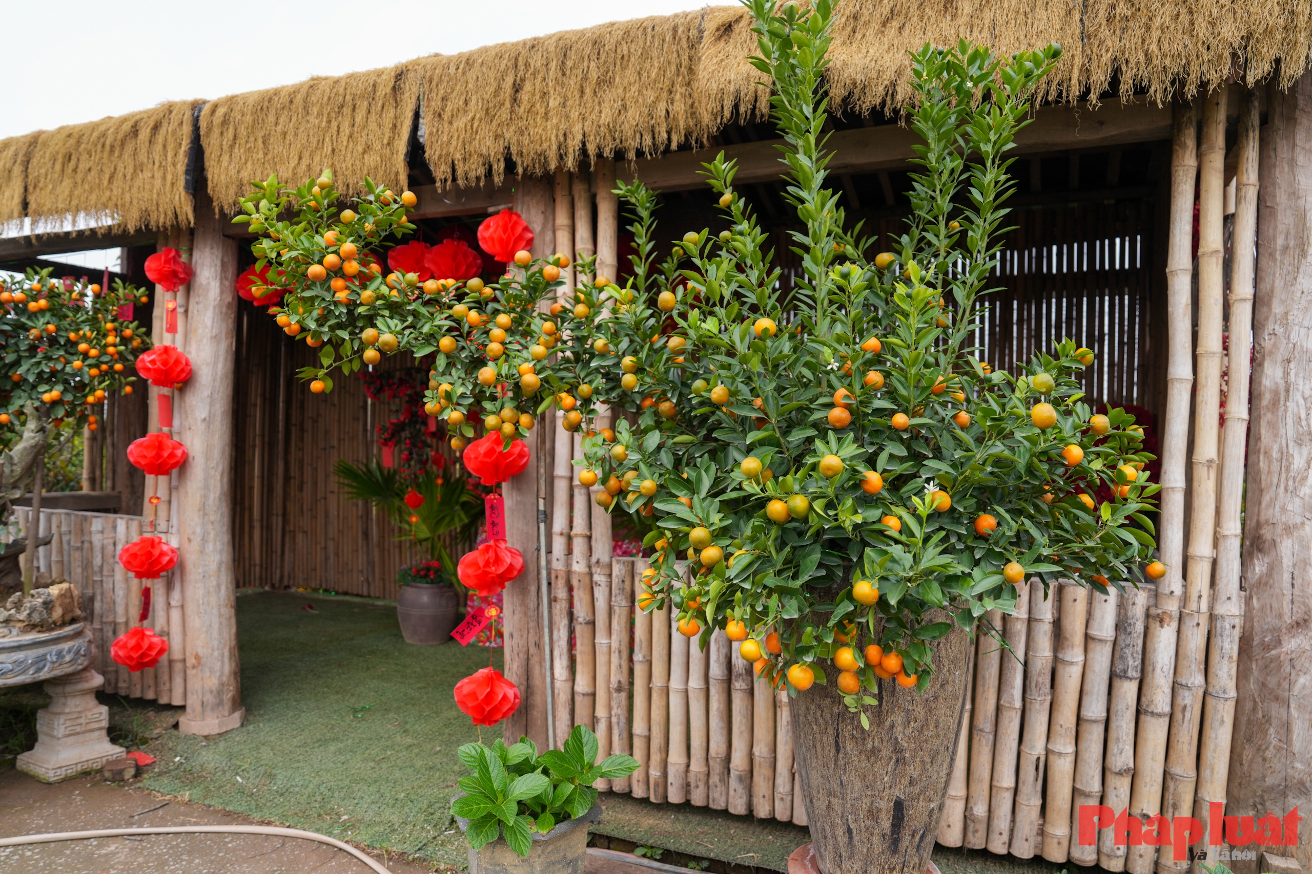 Quất cảnh Tứ Liên – Di sản xanh của Tết Việt giữa lòng Thủ đô