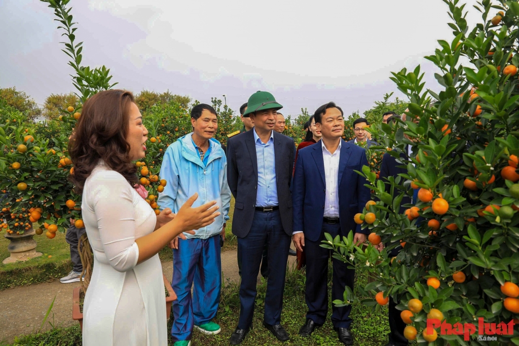 Quất cảnh Tứ Liên – Di sản xanh của Tết Việt giữa lòng Thủ đô