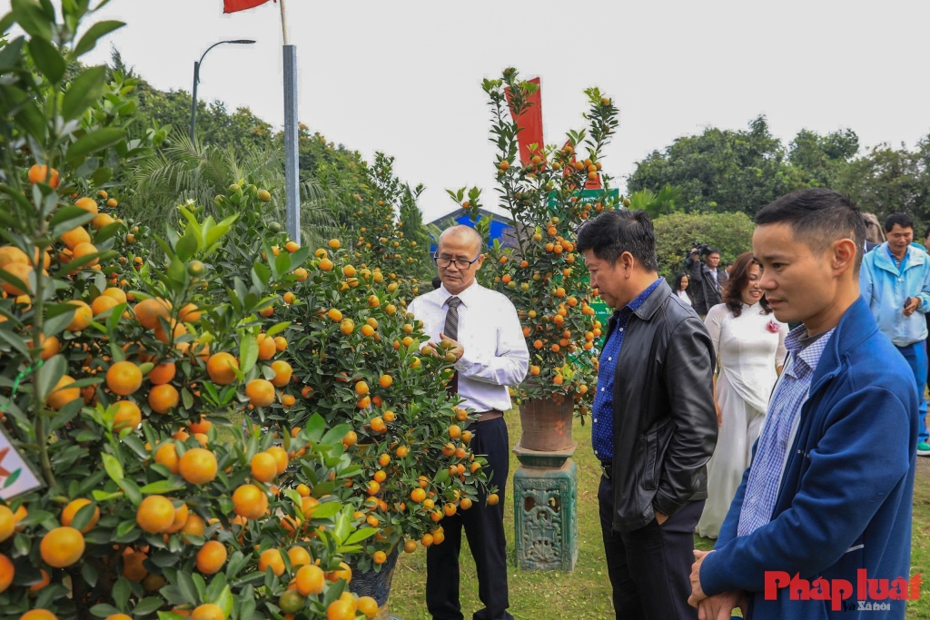 Quất cảnh Tứ Liên – Di sản xanh của Tết Việt giữa lòng Thủ đô