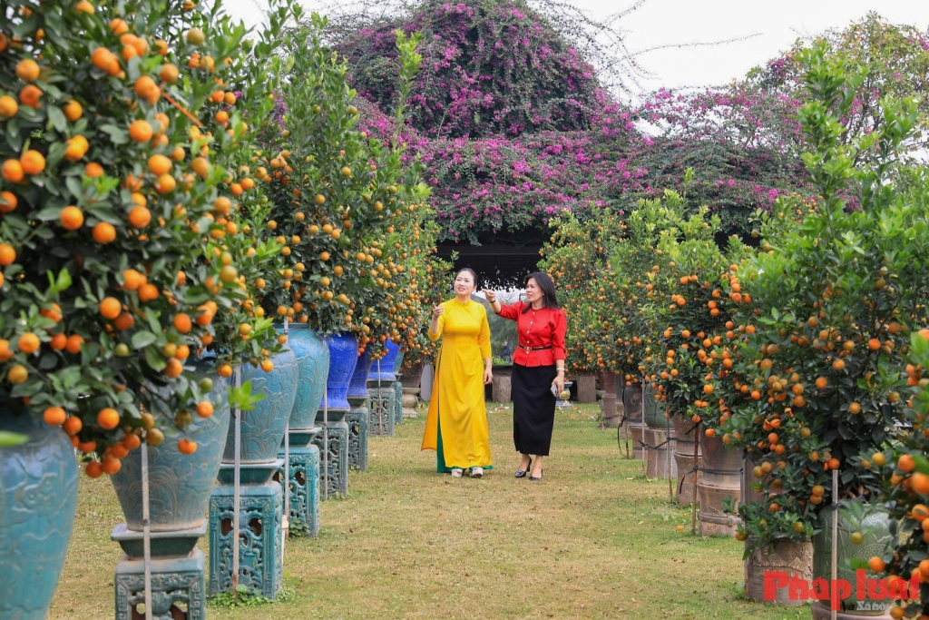 Vùng trồng quất cảnh Tứ Liên nằm dọc bãi sông Hồng, nơi phù sa màu mỡ bồi đắp qua hàng trăm năm, tạo điều kiện tự nhiên đặc biệt cho nghề trồng quất phát triển bền vững và hình thành thương hiệu quất cảnh nổi tiếng của Thăng Long – Hà Nội. Ảnh: Khánh Huy
