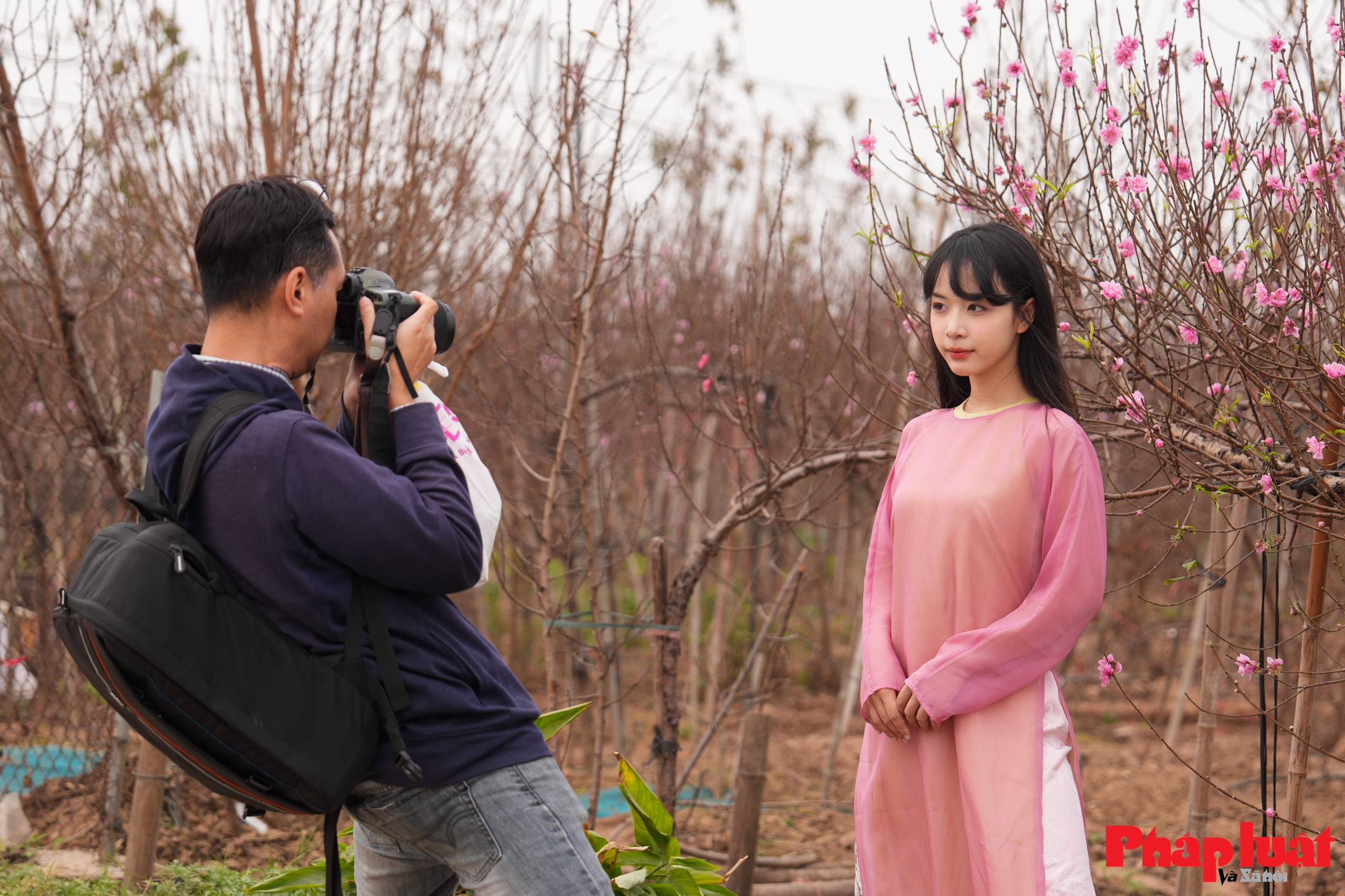 Làng đào Nhật Tân rộn ràng vào vụ Tết