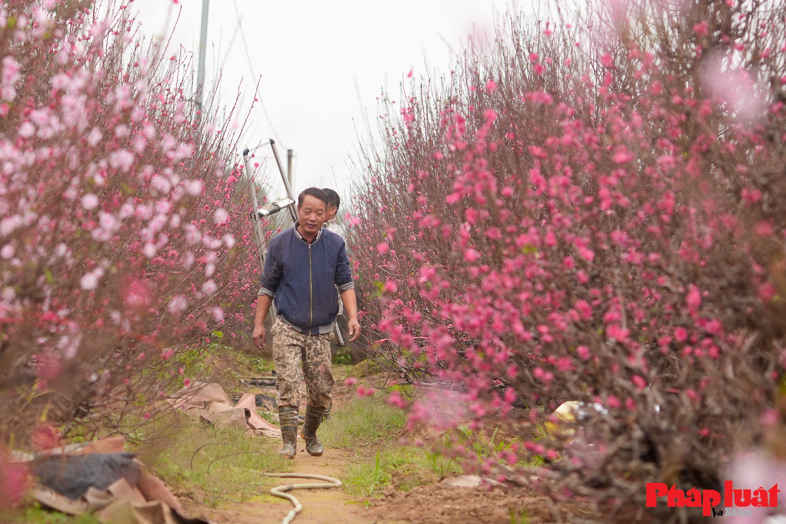 Làng đào Nhật Tân rộn ràng vào vụ Tết
