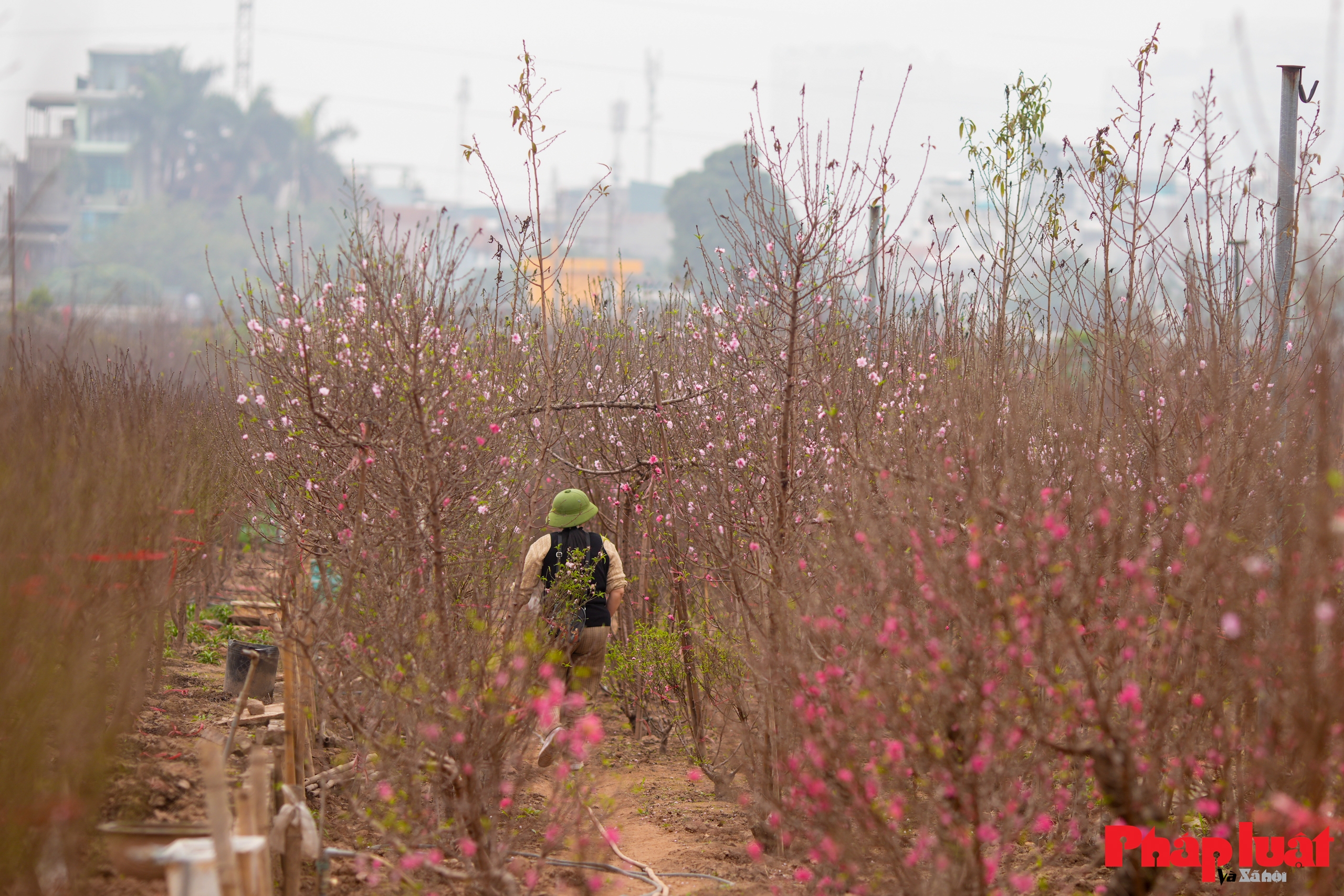Làng đào Nhật Tân rộn ràng vào vụ Tết