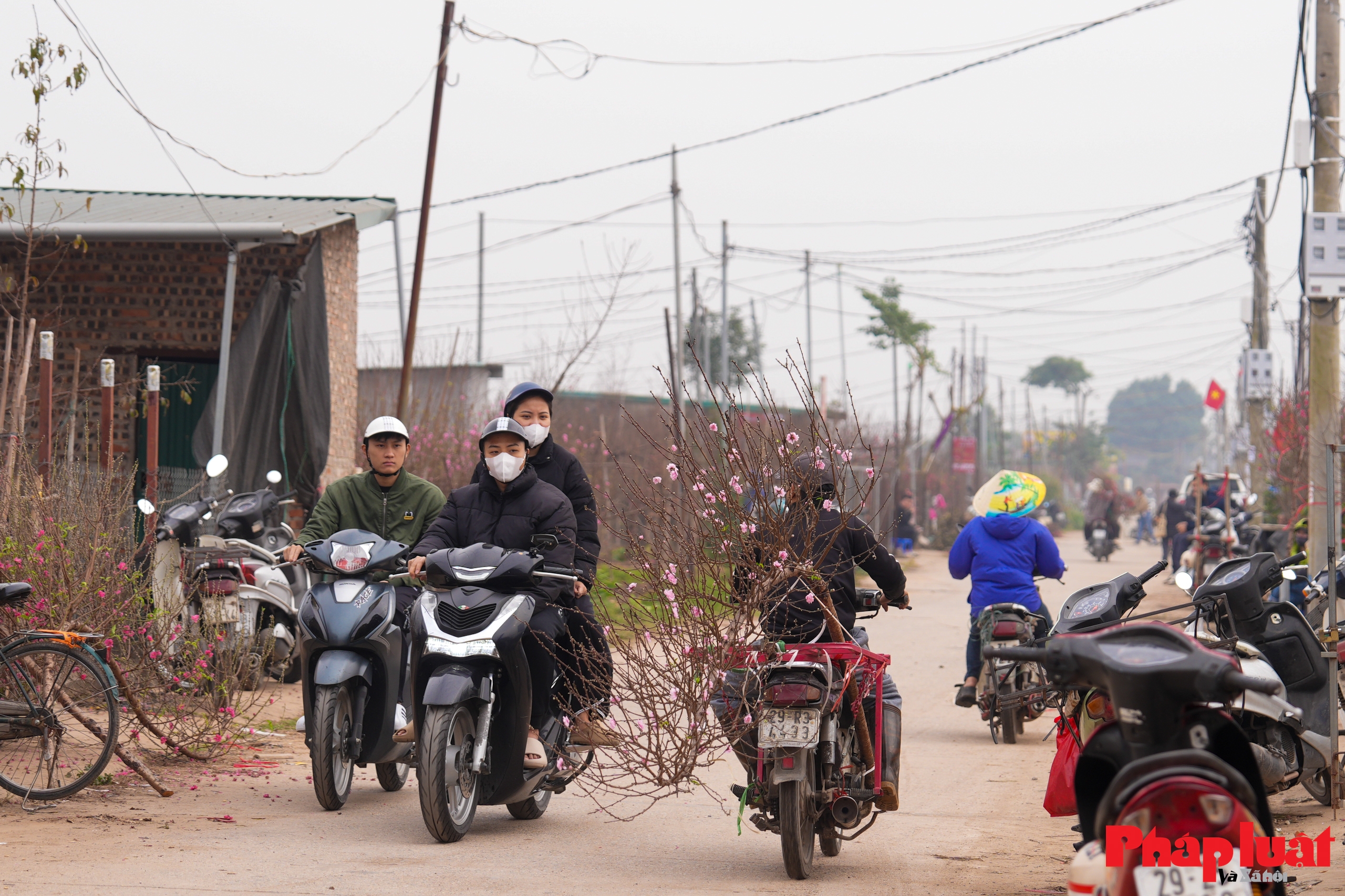 Làng đào Nhật Tân rộn ràng vào vụ Tết