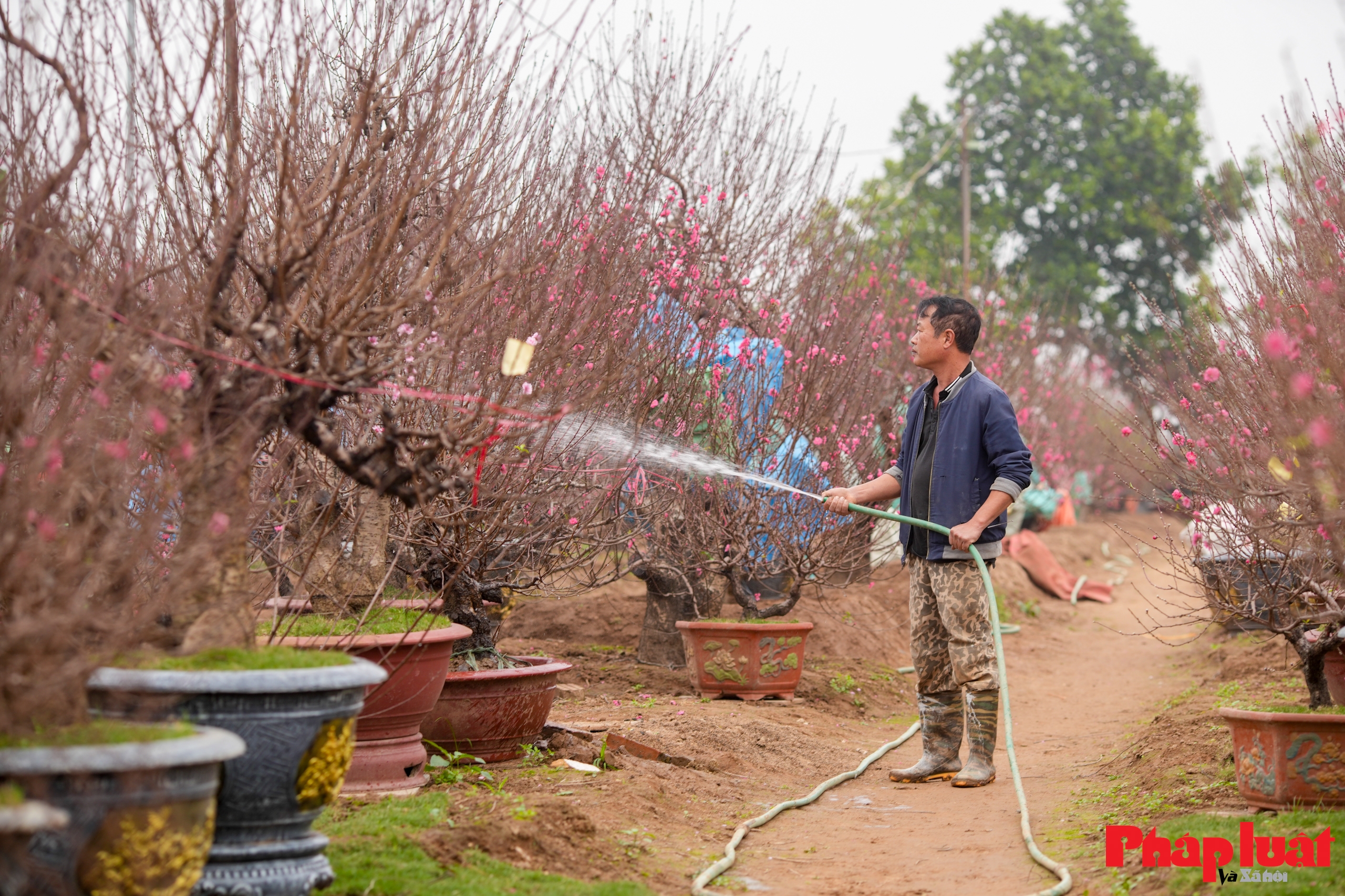 Làng đào Nhật Tân rộn ràng vào vụ Tết