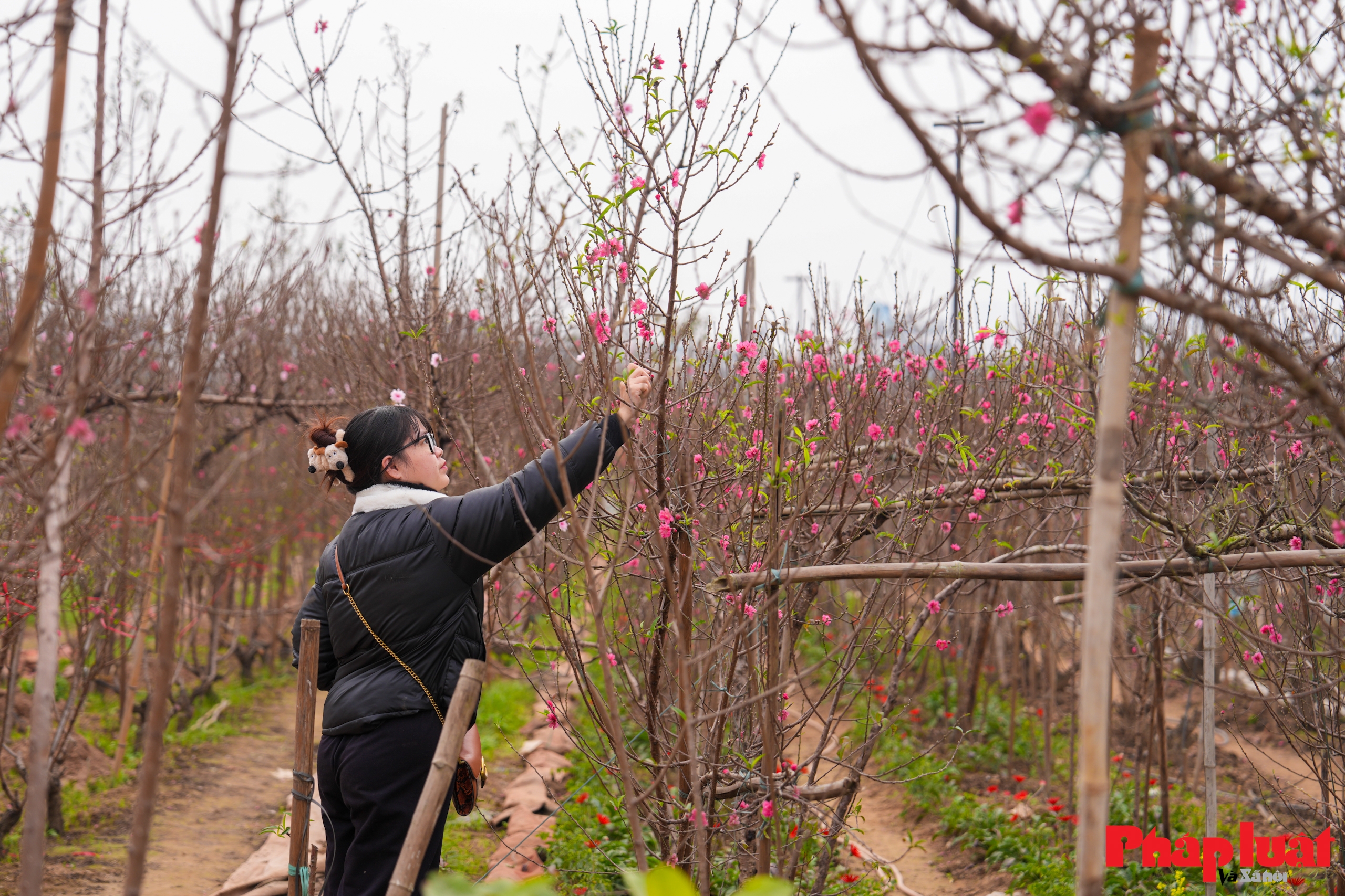 Làng đào Nhật Tân rộn ràng vào vụ Tết