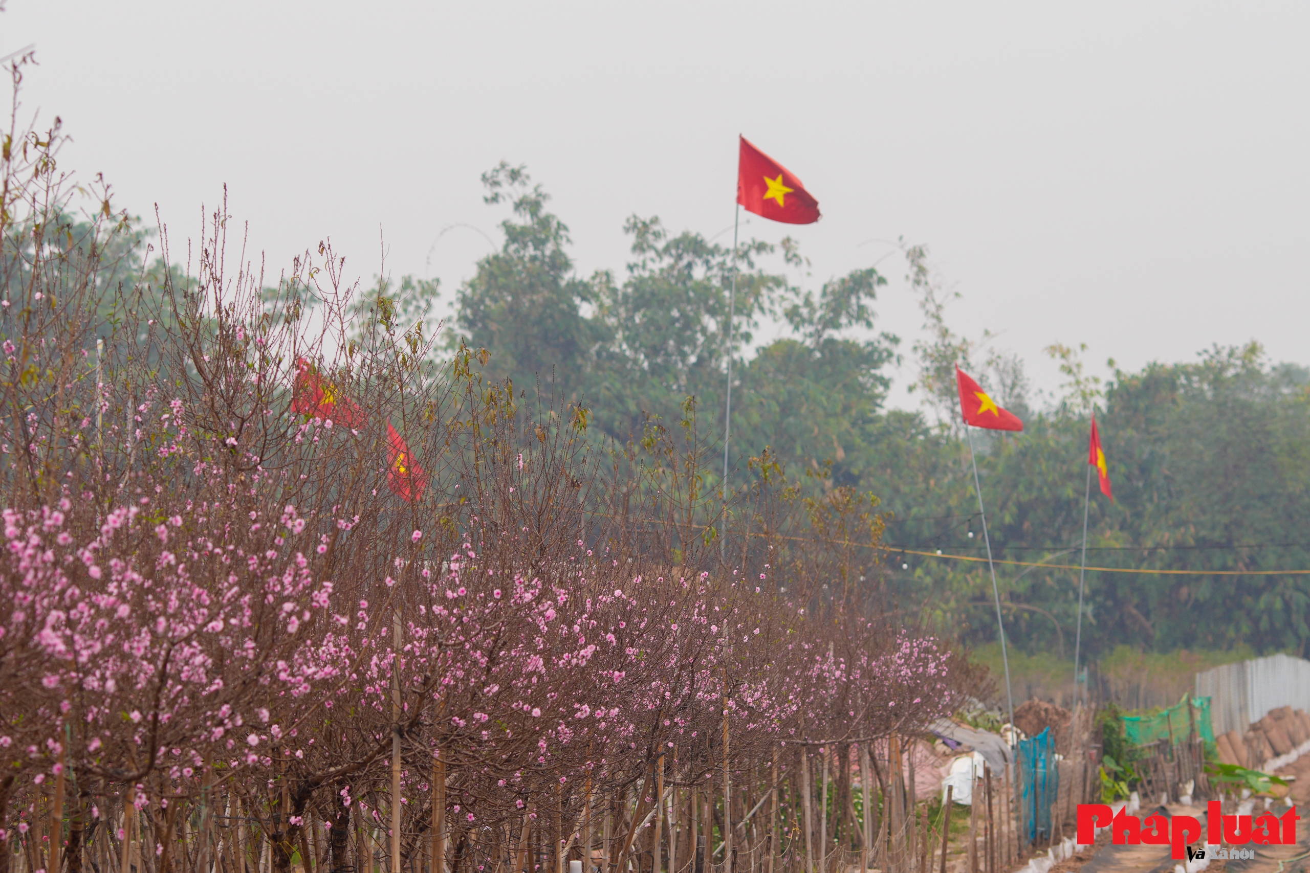 Làng đào Nhật Tân rộn ràng vào vụ Tết