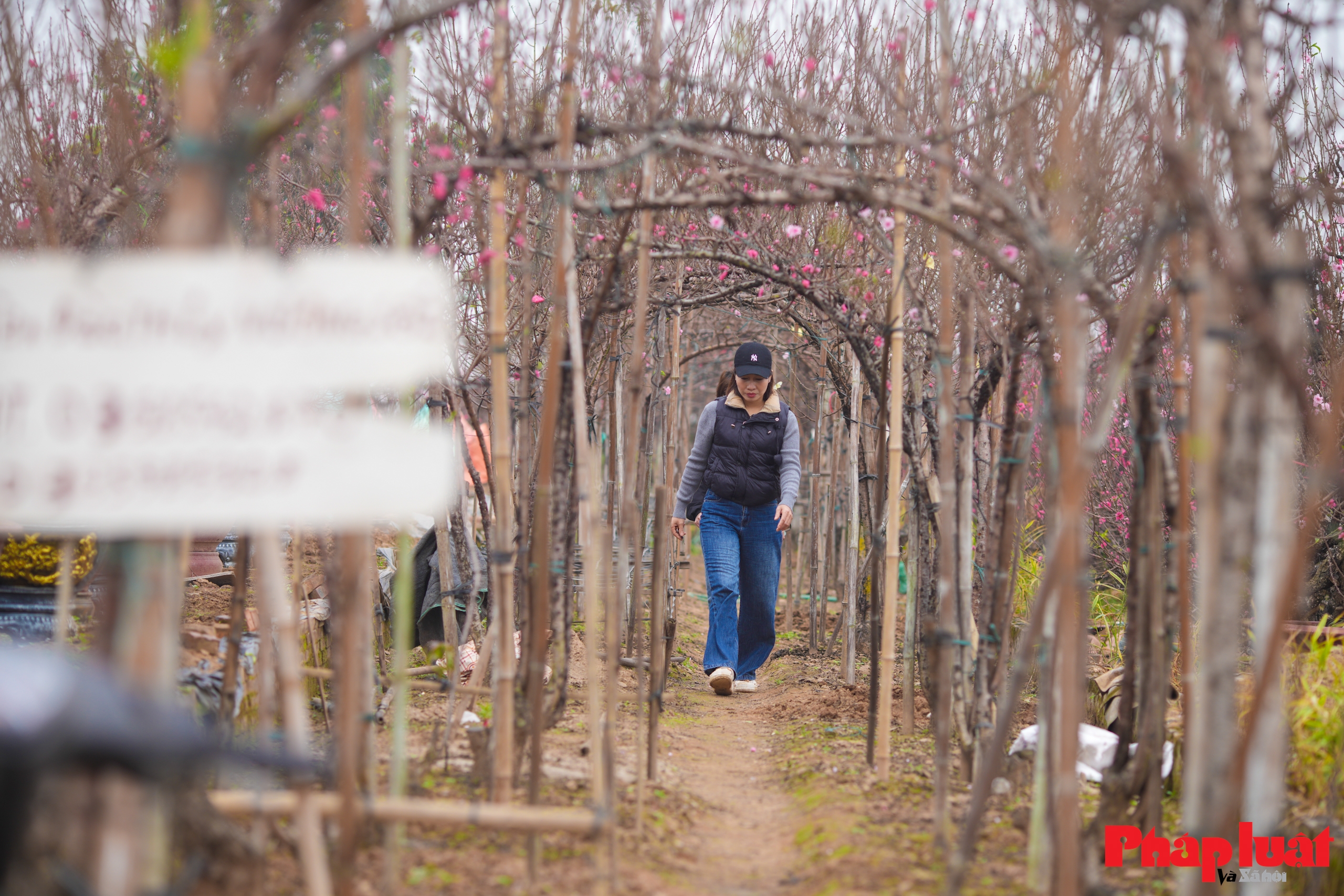 Làng đào Nhật Tân rộn ràng vào vụ Tết
