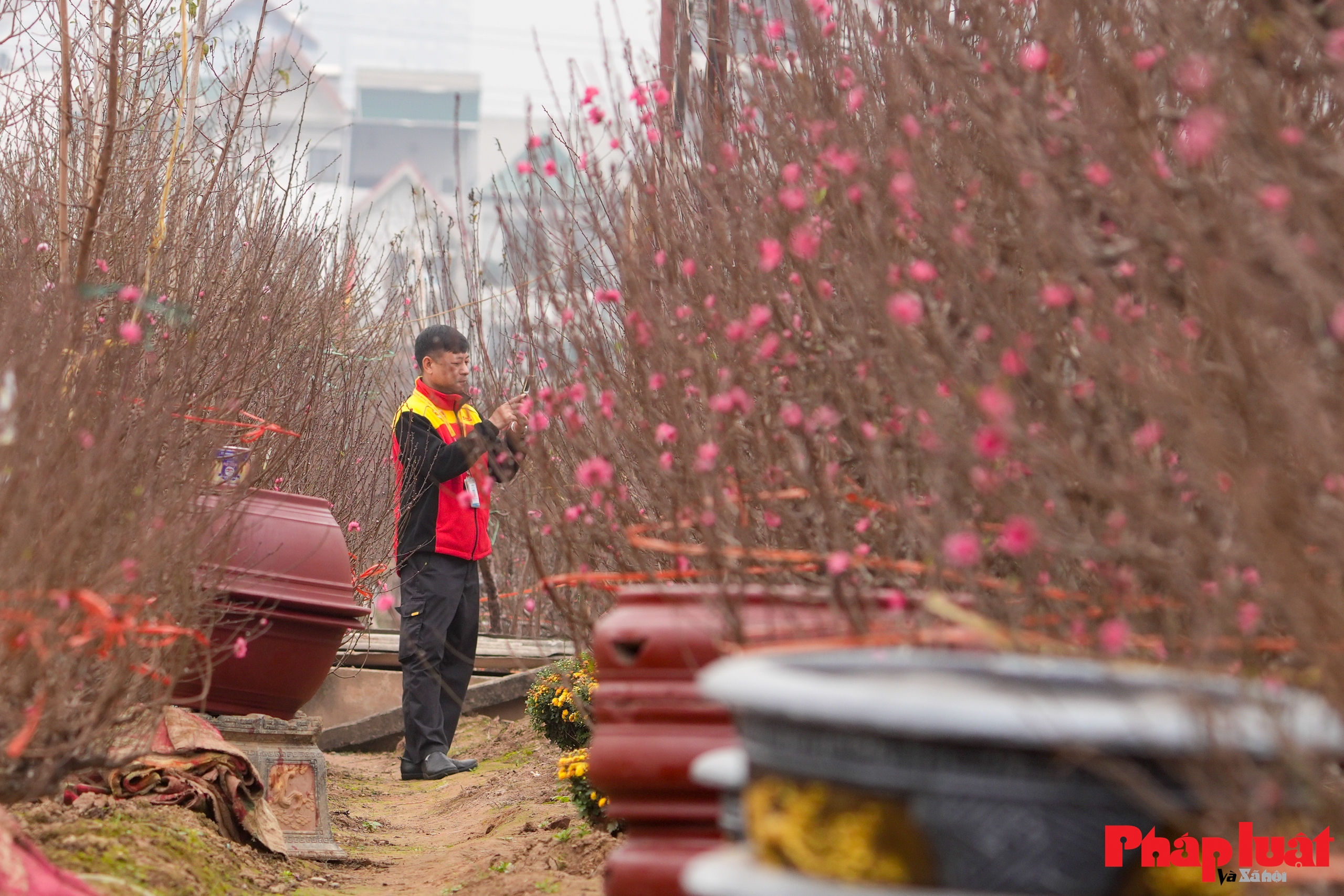 Làng đào Nhật Tân rộn ràng vào vụ Tết