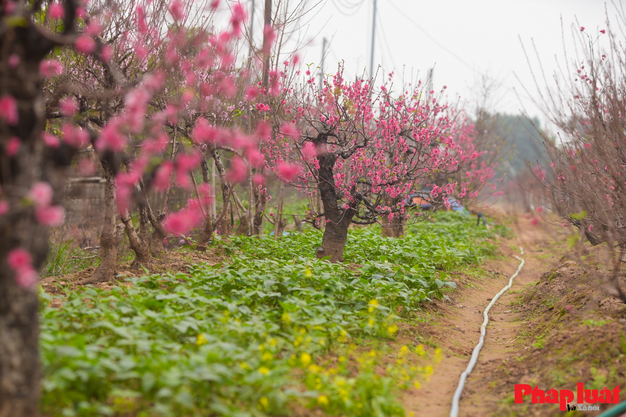 Làng đào Nhật Tân rộn ràng vào vụ Tết