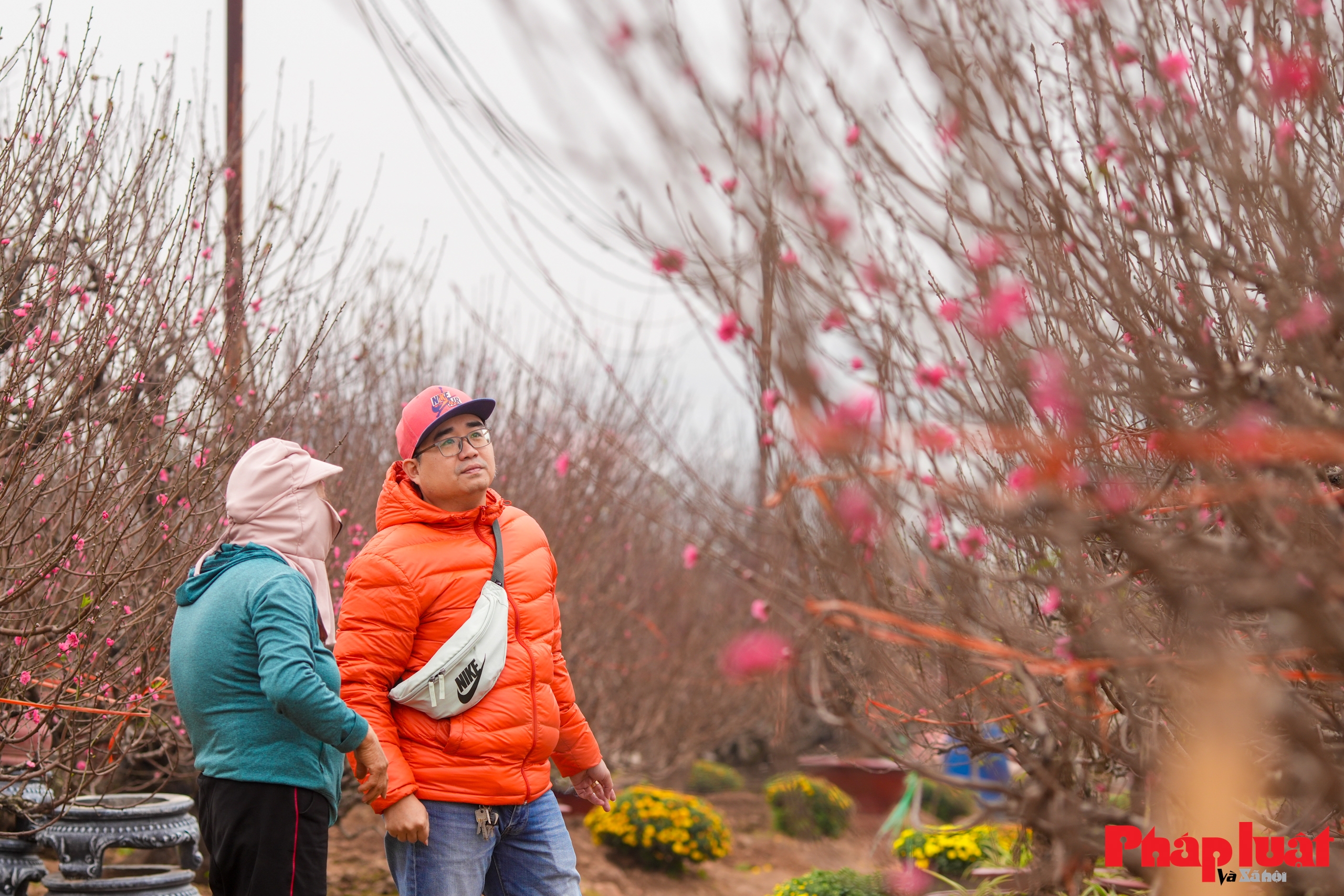 Làng đào Nhật Tân rộn ràng vào vụ Tết