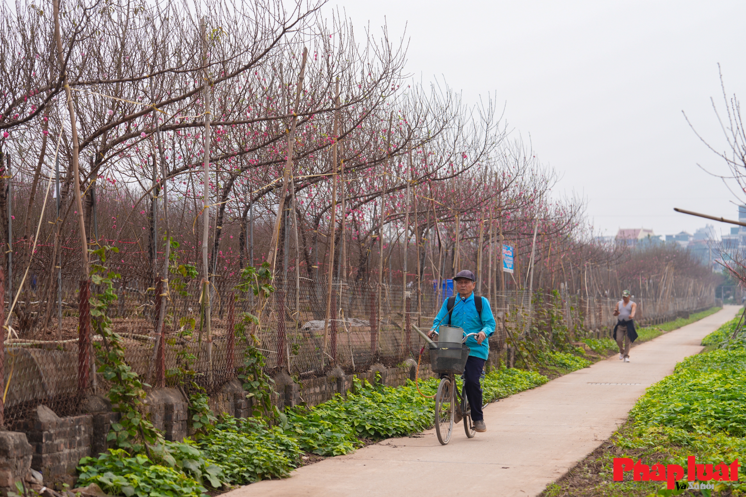 Làng đào Nhật Tân rộn ràng vào vụ Tết