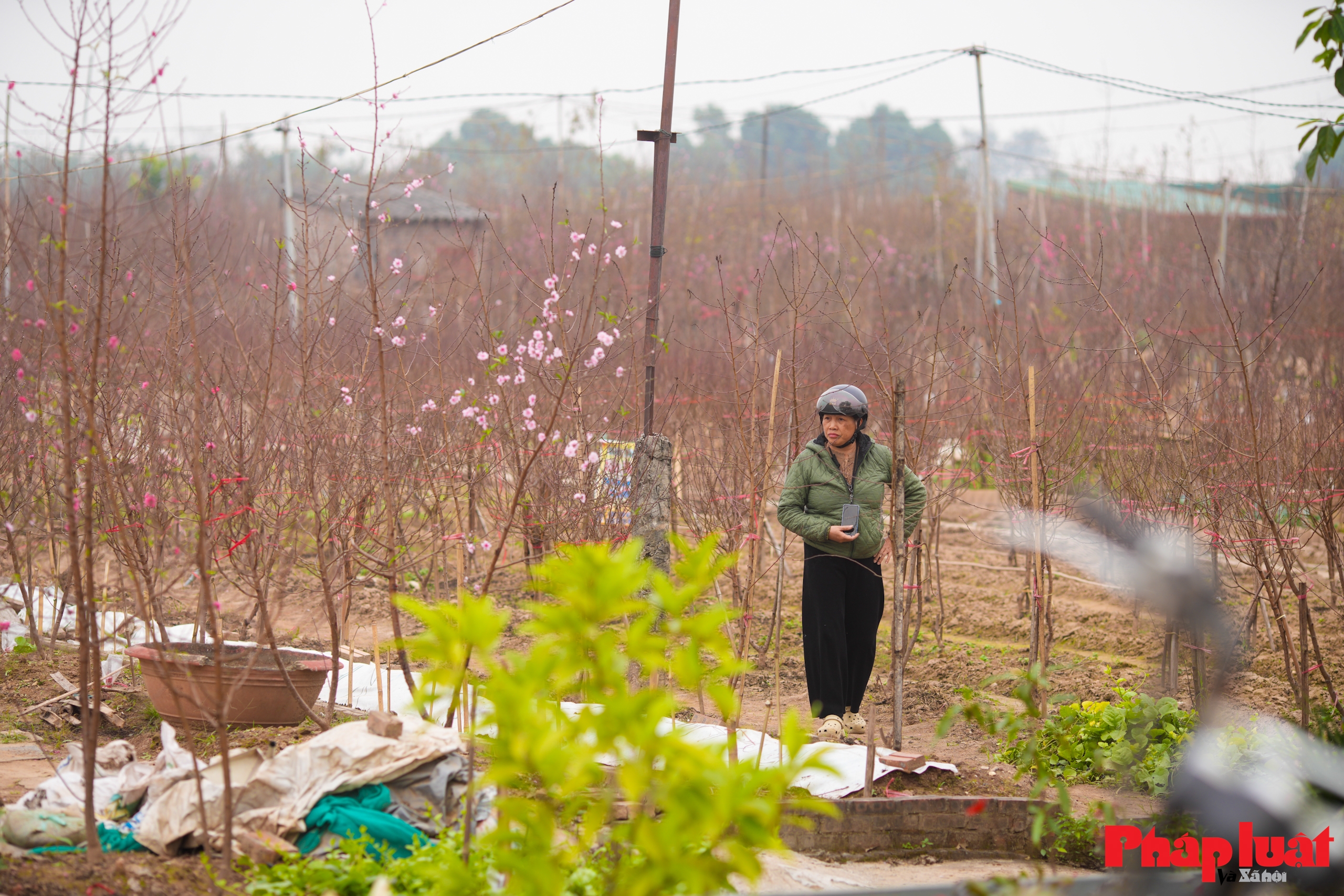 Làng đào Nhật Tân rộn ràng vào vụ Tết