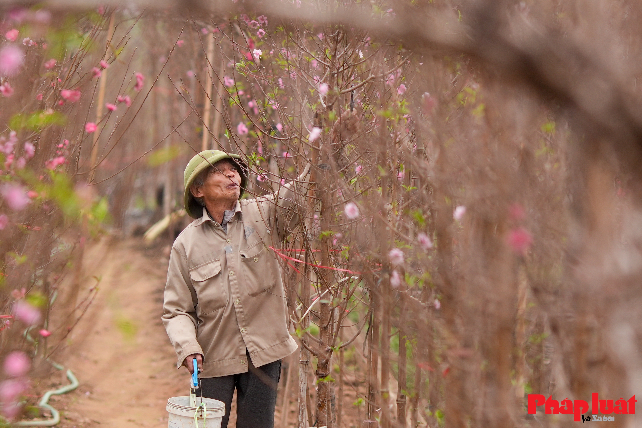 Làng đào Nhật Tân rộn ràng vào vụ Tết