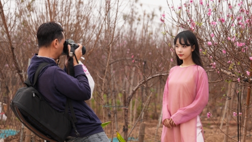 Làng đào Nhật Tân rộn ràng vào vụ Tết