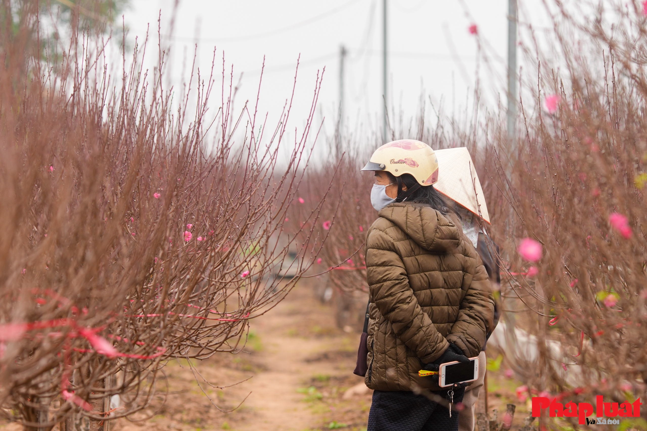 Làng đào Nhật Tân rộn ràng vào vụ Tết