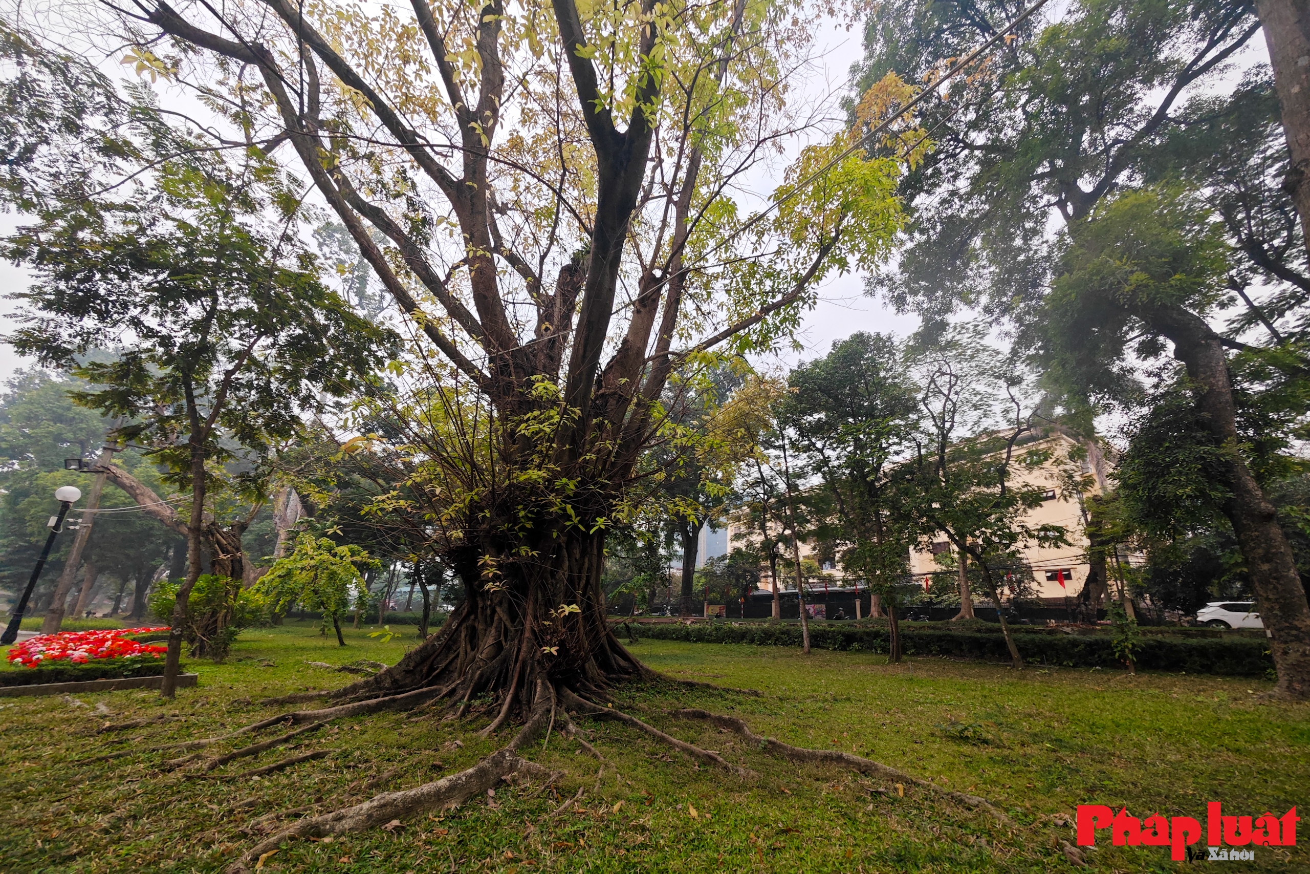 Hạ rào, mở rộng không gian xanh công viên lâu đời nhất tại Hà Nội