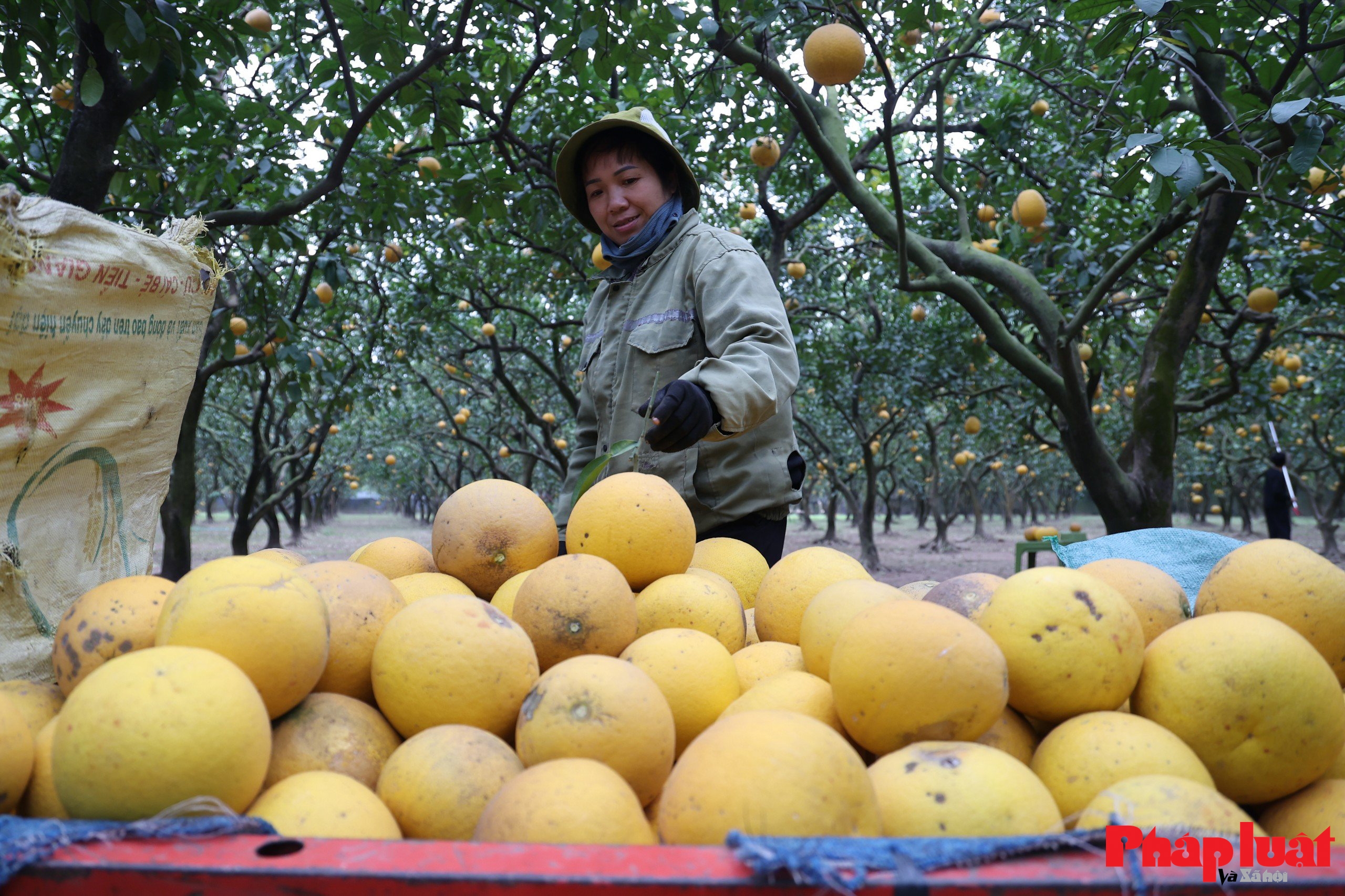 Thủ phủ bưởi Diễn vào vụ Tết Bính Ngọ 2026