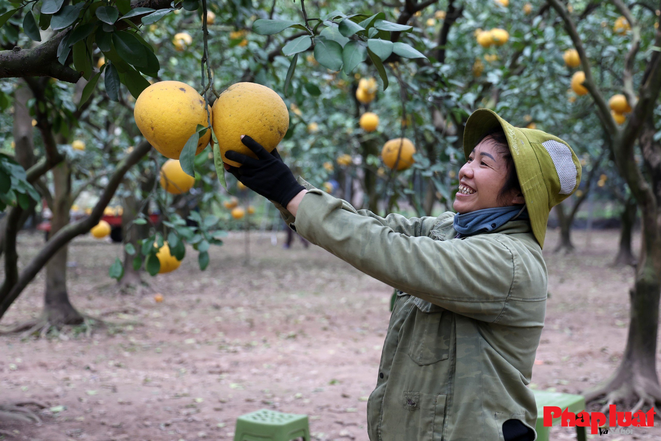 Thủ phủ bưởi Diễn vào vụ Tết Bính Ngọ 2026