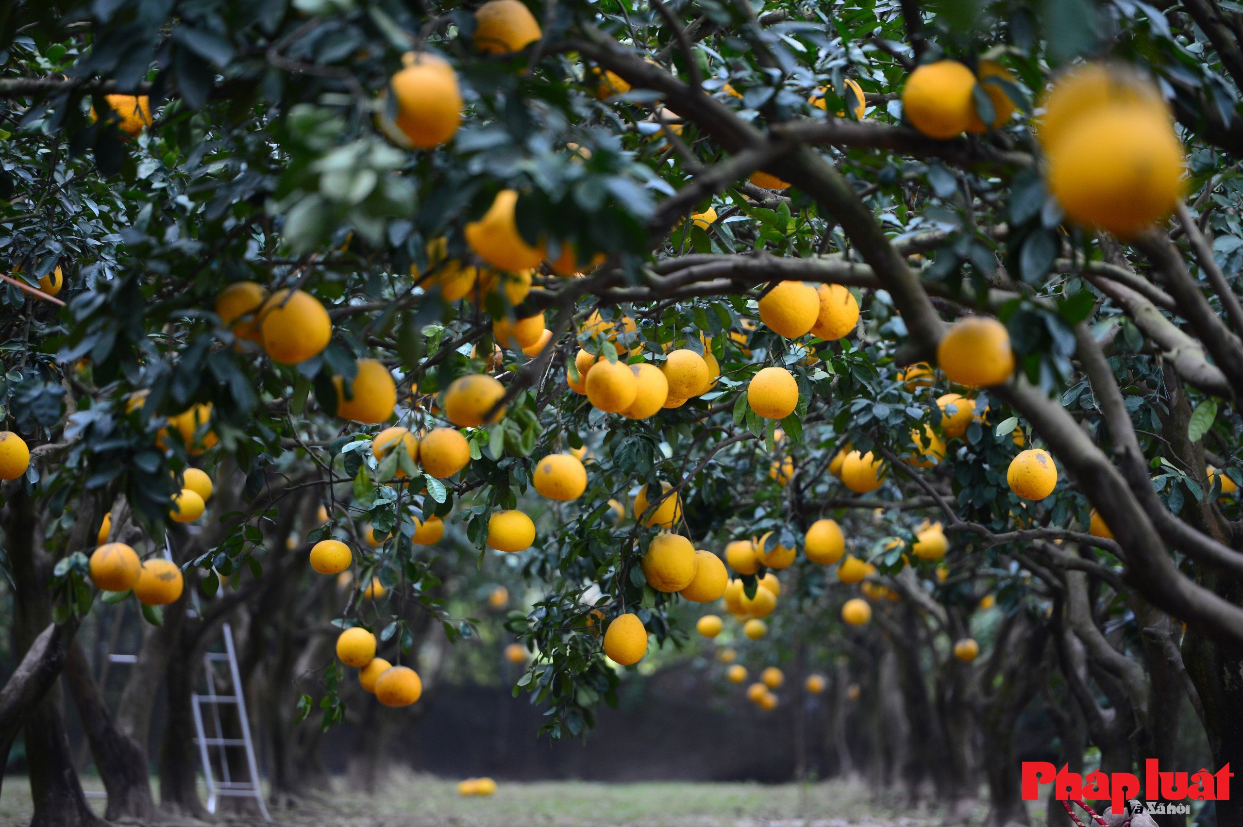 Thủ phủ bưởi Diễn vào vụ Tết Bính Ngọ 2026