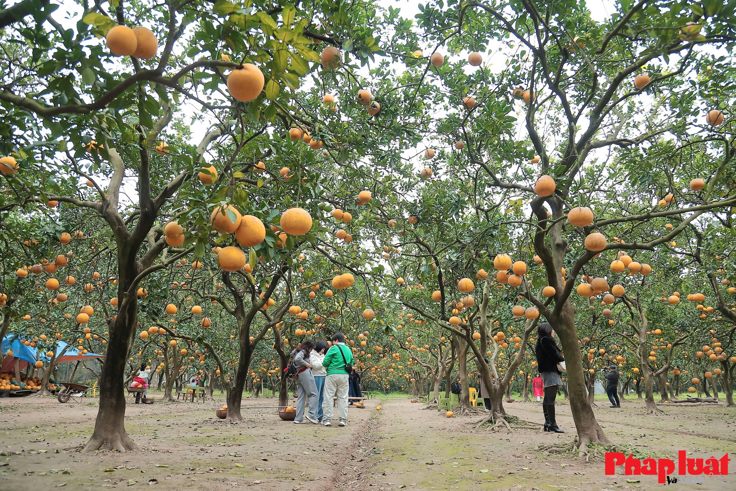 Thủ phủ bưởi Diễn vào vụ Tết Bính Ngọ 2026