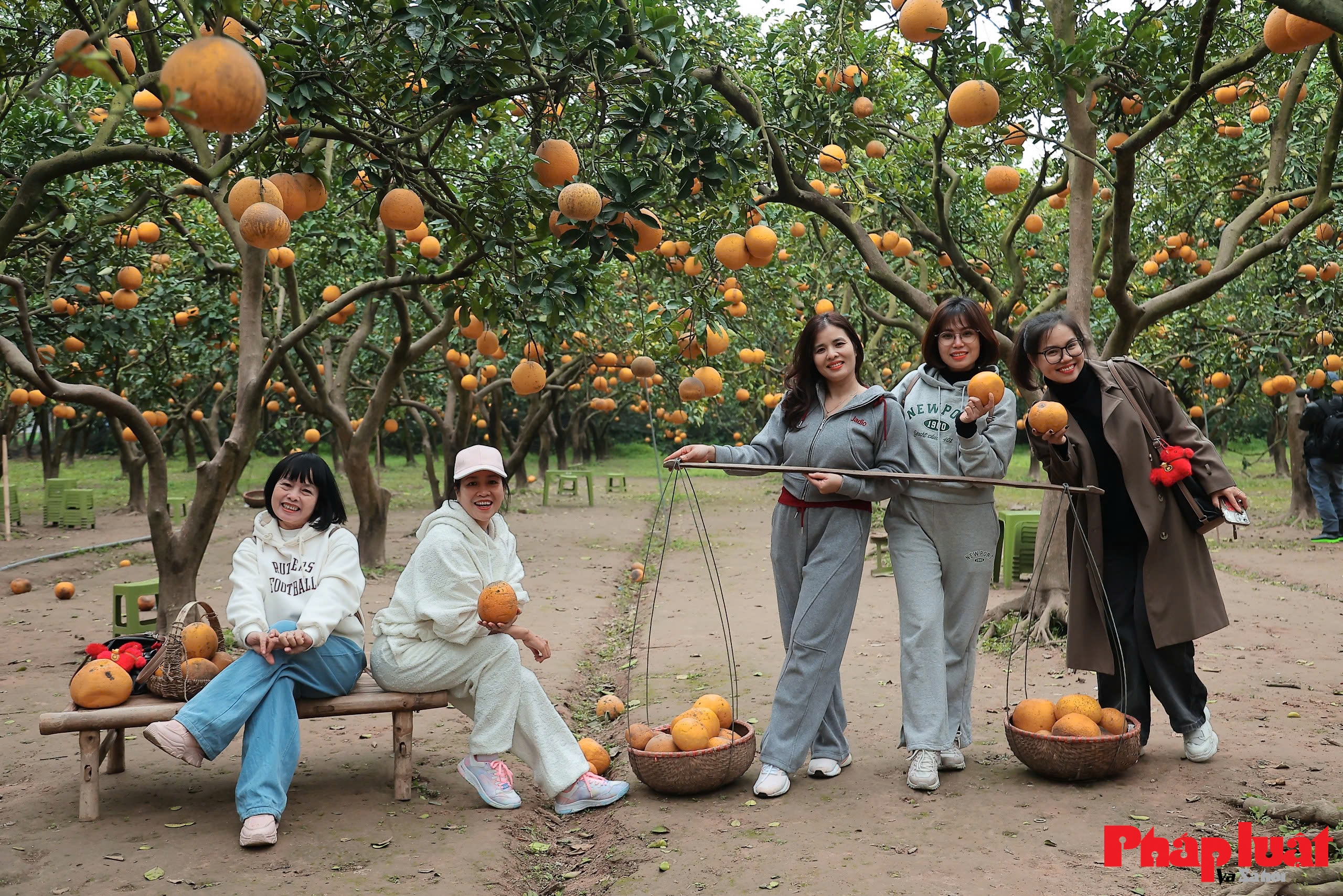 Thủ phủ bưởi Diễn vào vụ Tết Bính Ngọ 2026