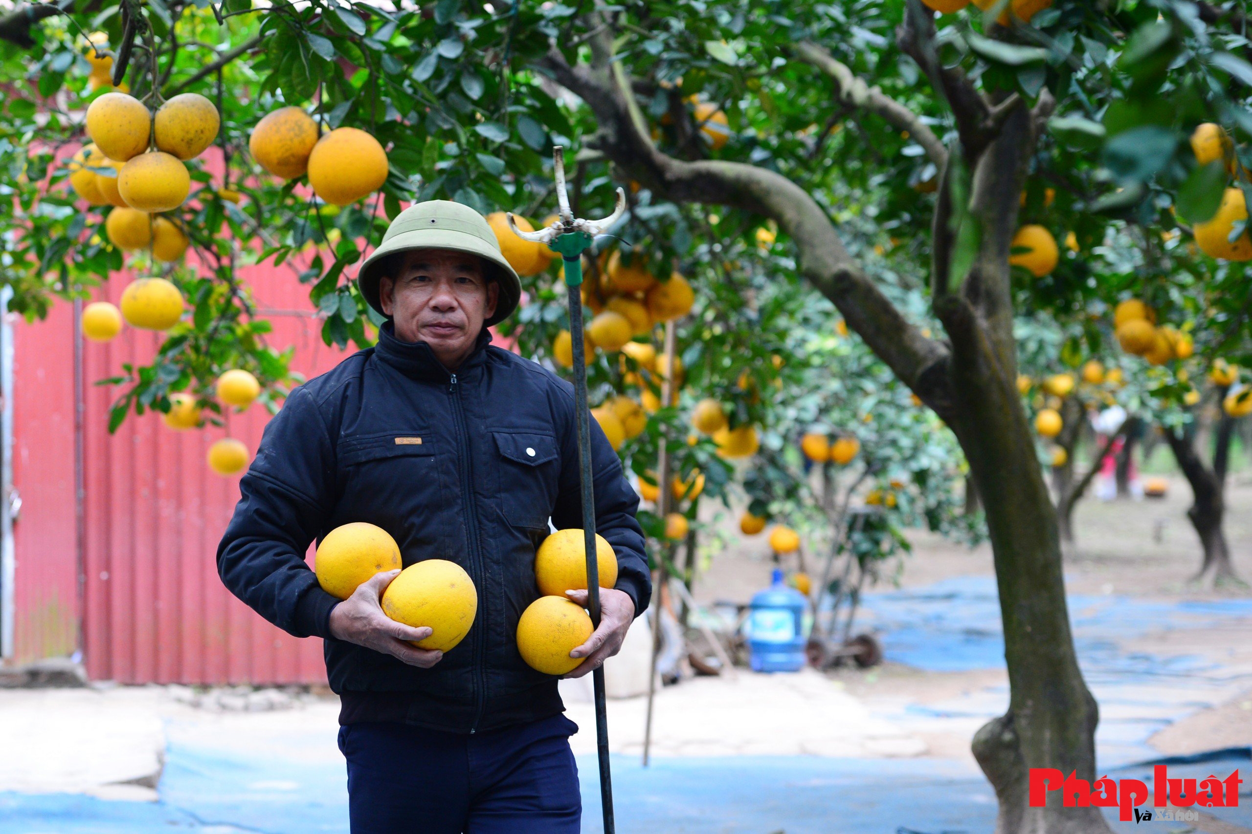 Thủ phủ bưởi Diễn vào vụ Tết Bính Ngọ 2026