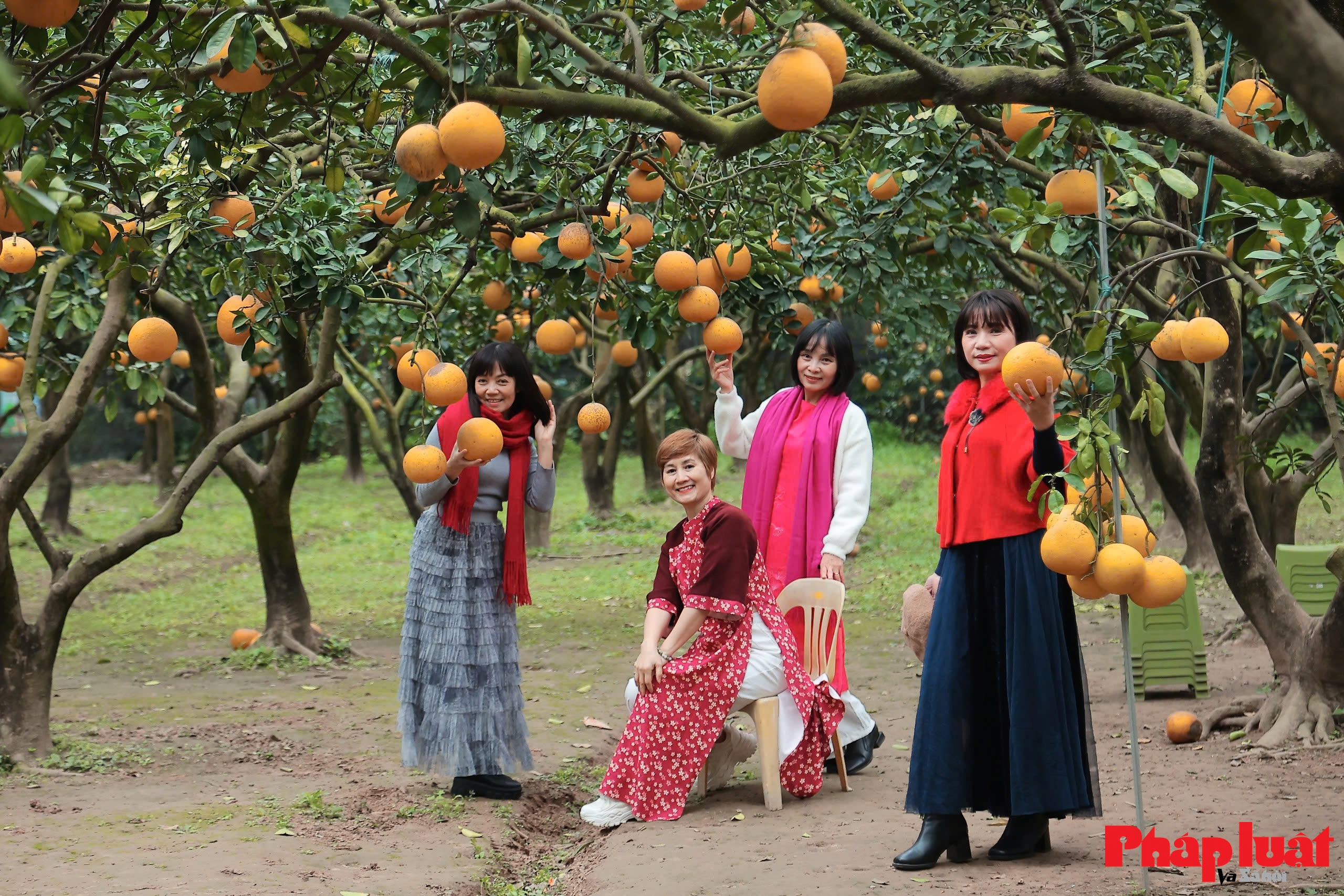 Thủ phủ bưởi Diễn vào vụ Tết Bính Ngọ 2026