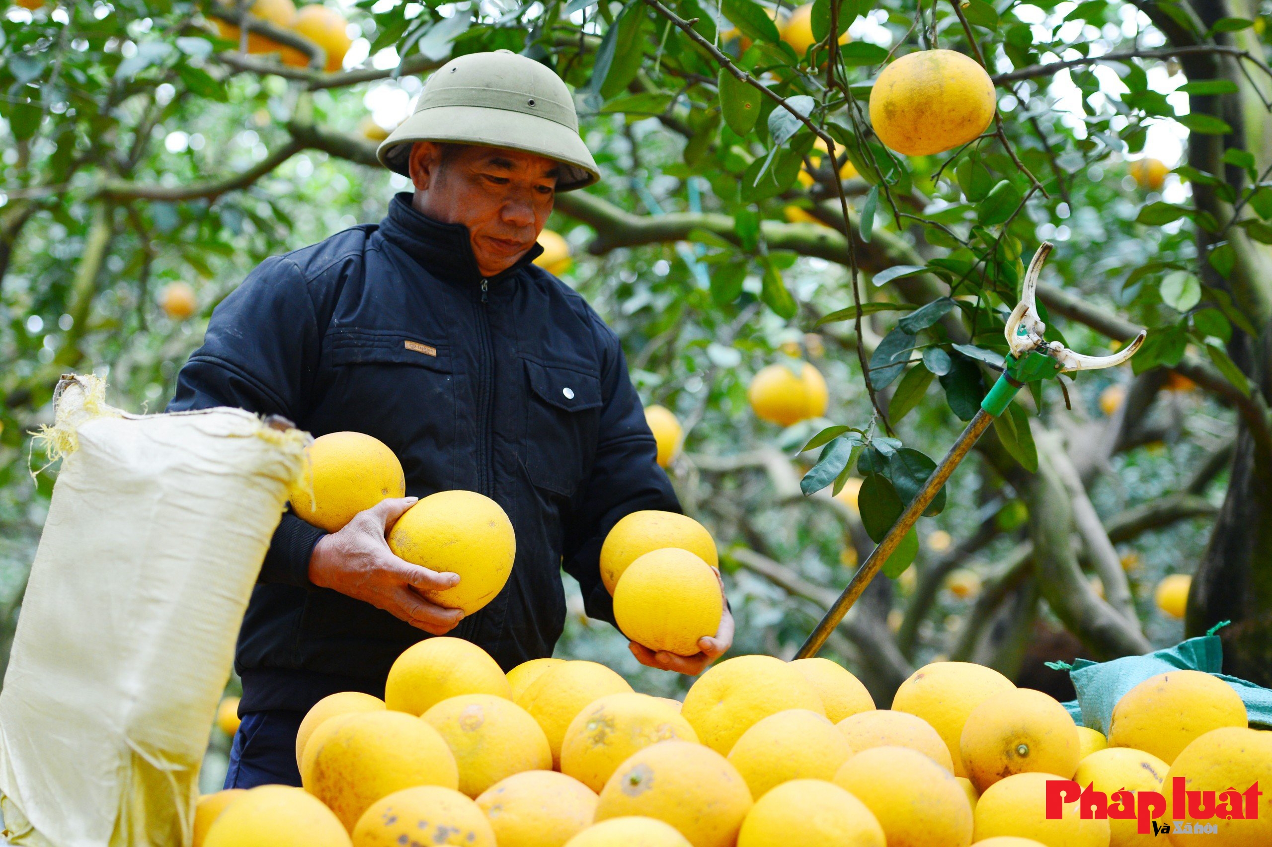 Thủ phủ bưởi Diễn vào vụ Tết Bính Ngọ 2026