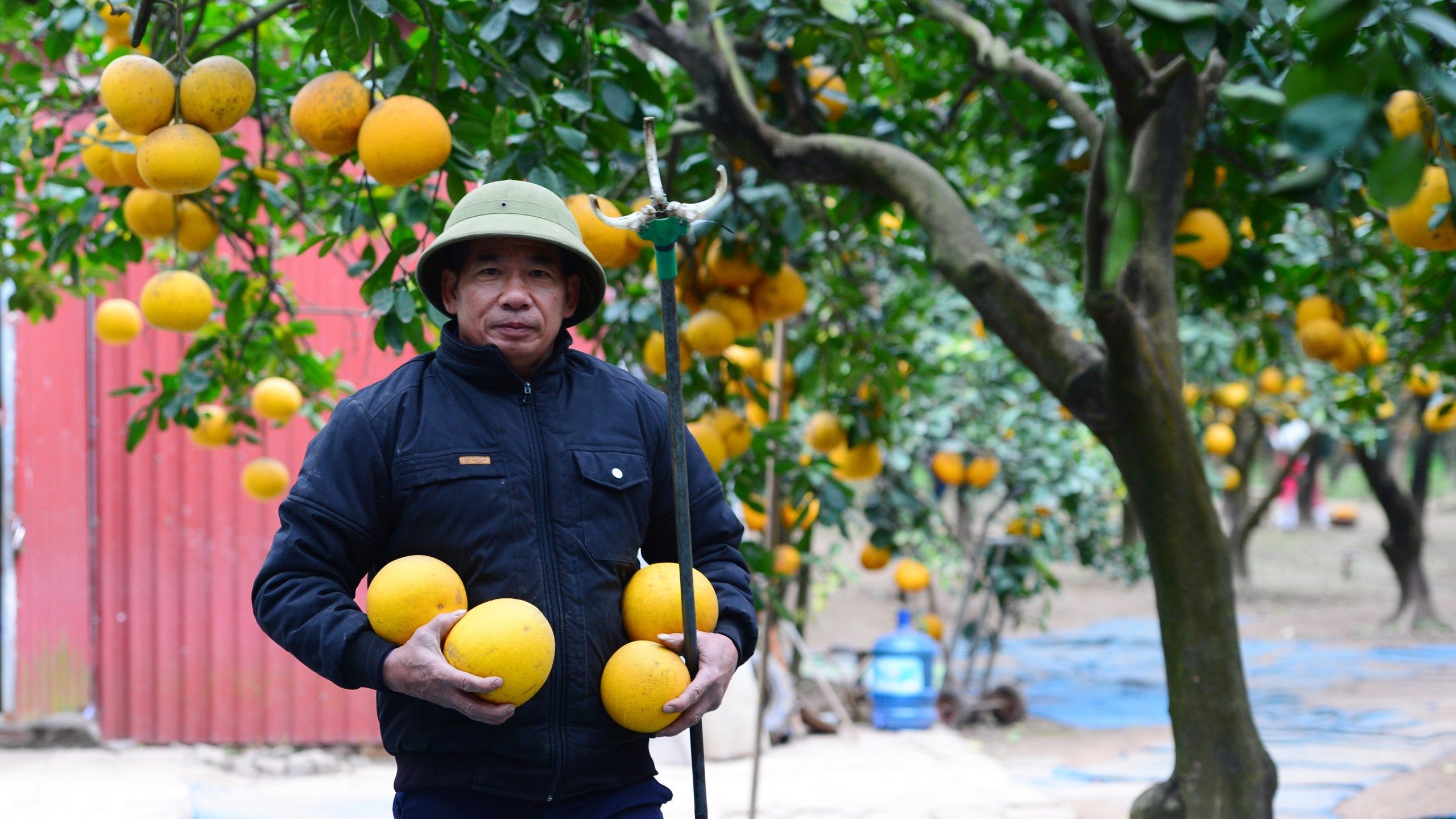 Thủ phủ bưởi Diễn vào vụ Tết Bính Ngọ 2026