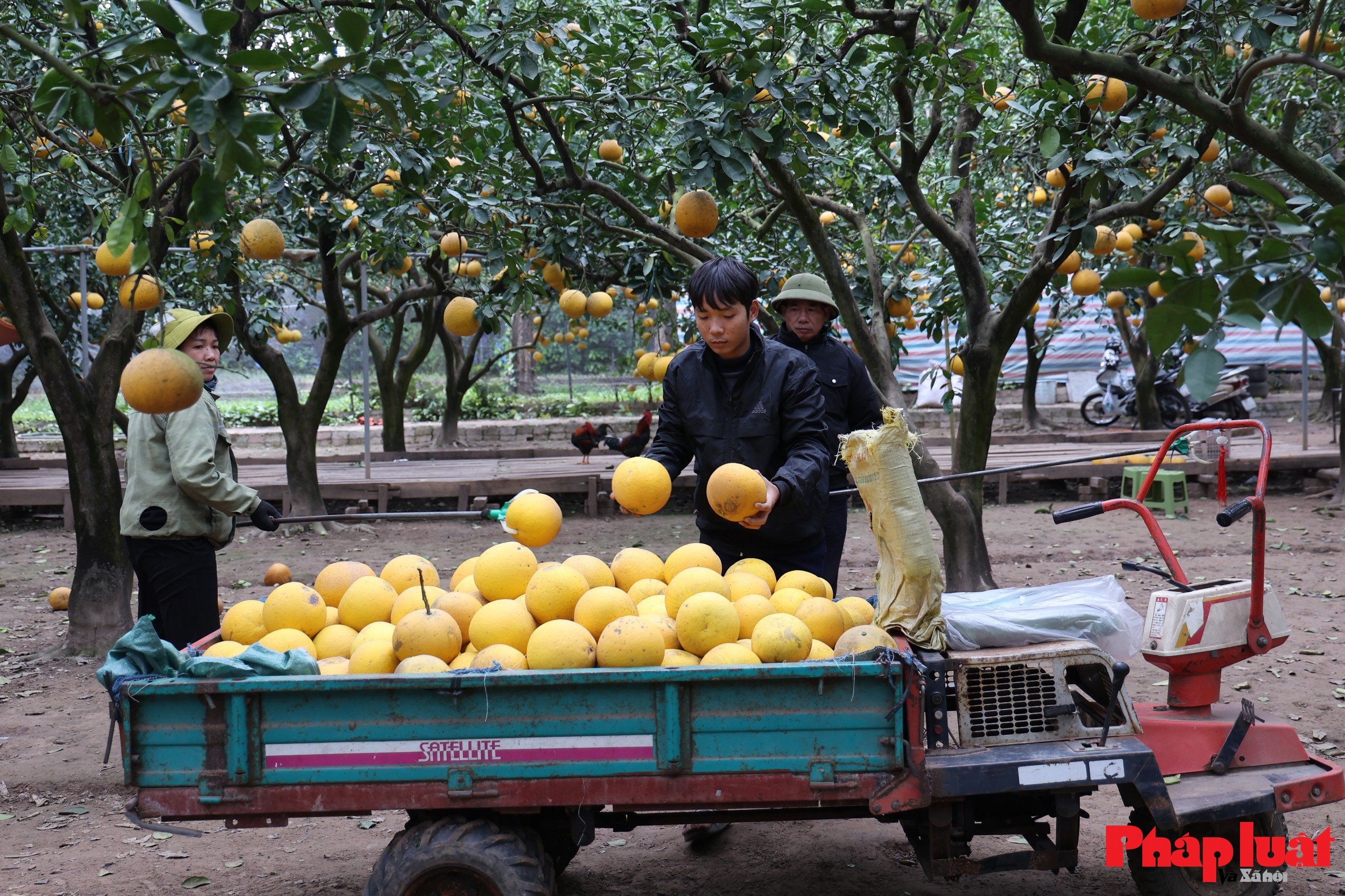 Thủ phủ bưởi Diễn vào vụ Tết Bính Ngọ 2026