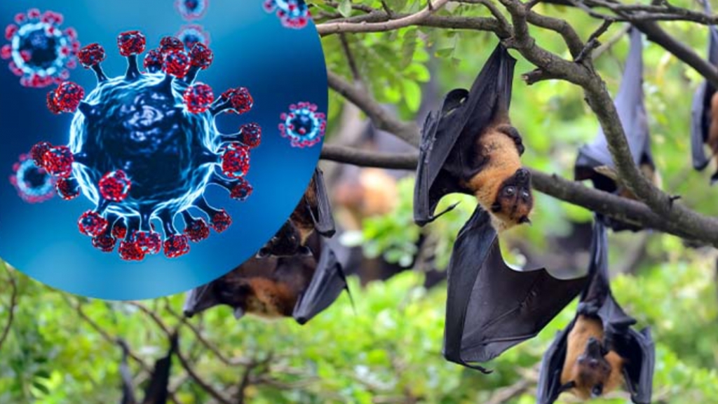 Hà Nội: tăng cường giám sát phòng, chống dịch bệnh do vi rút Nipah