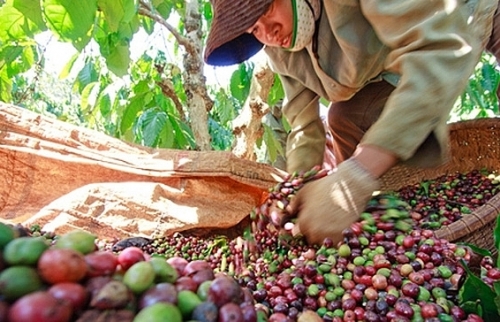 Giá cà phê tăng 200 đồng/kg trong phiên đầu tuần