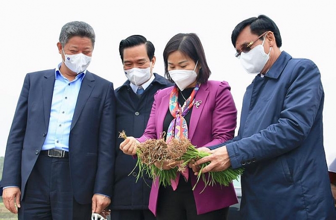 Phó Bí thư Thường trực Thành ủy Nguyễn Thị Tuyến thăm, kiểm tra hoạt động sản xuất vụ xuân tại xã Tiên Phong (huyện Ba Vì).
